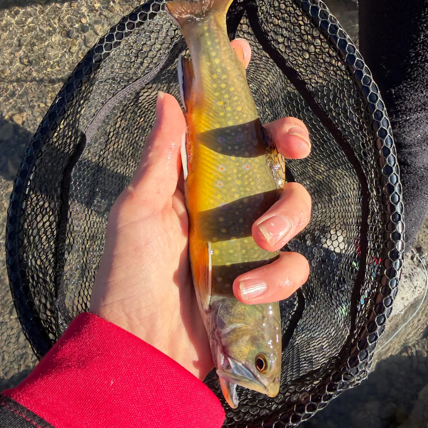 Brook trout caught on Fishbrain