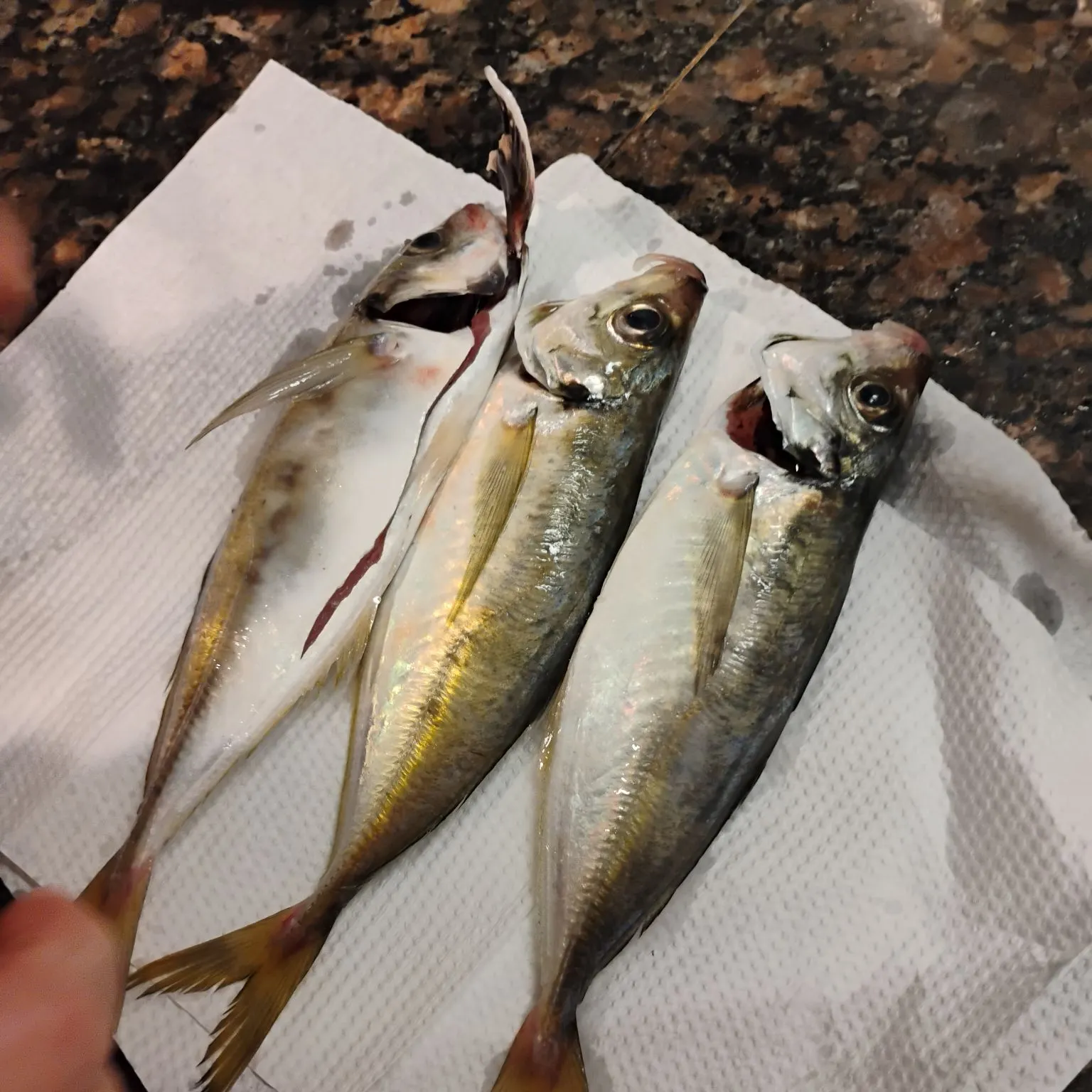 The most recent Japanese jack mackerel catches on Fishbrain