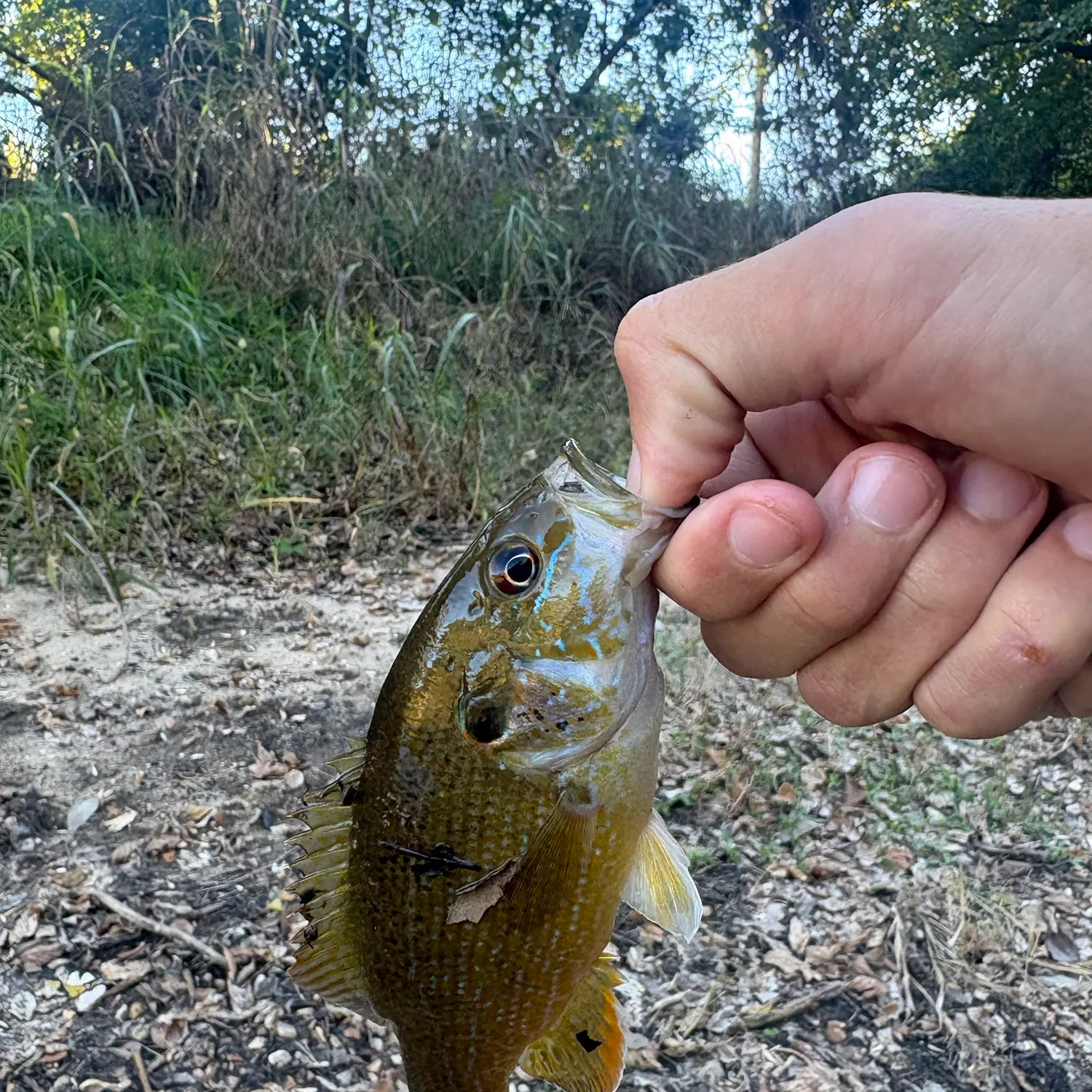Green sunfish caught on Fishbrain