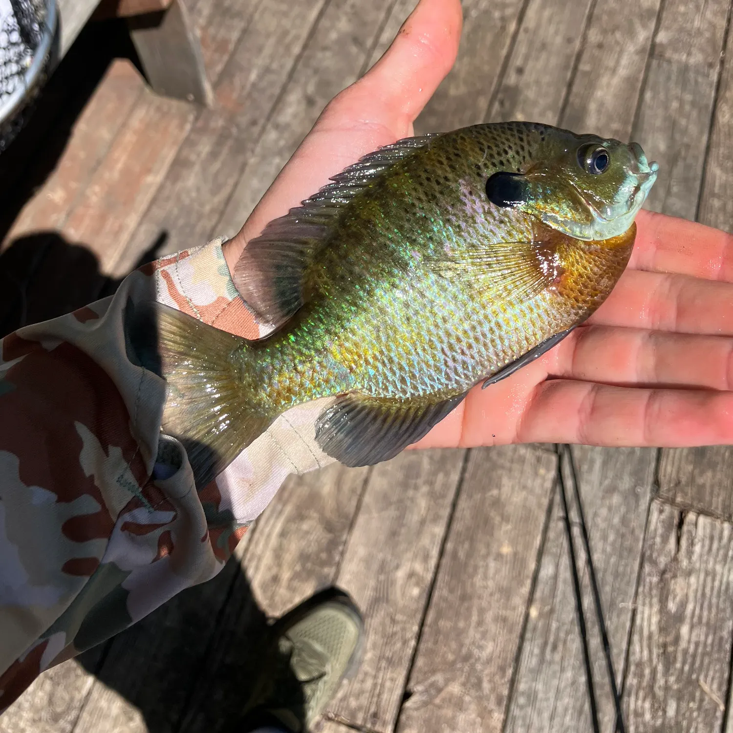catch
