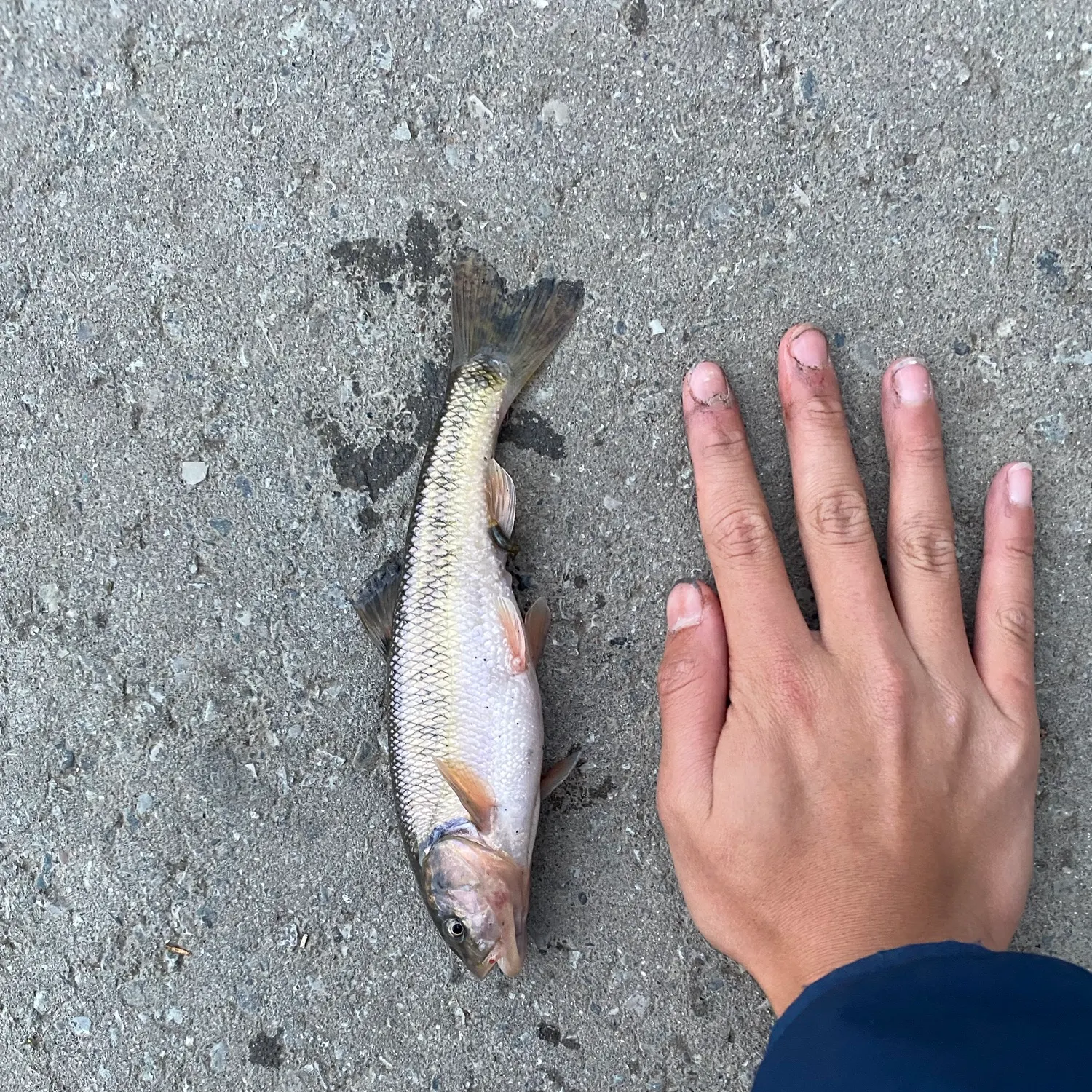 Creek chub caught on Fishbrain