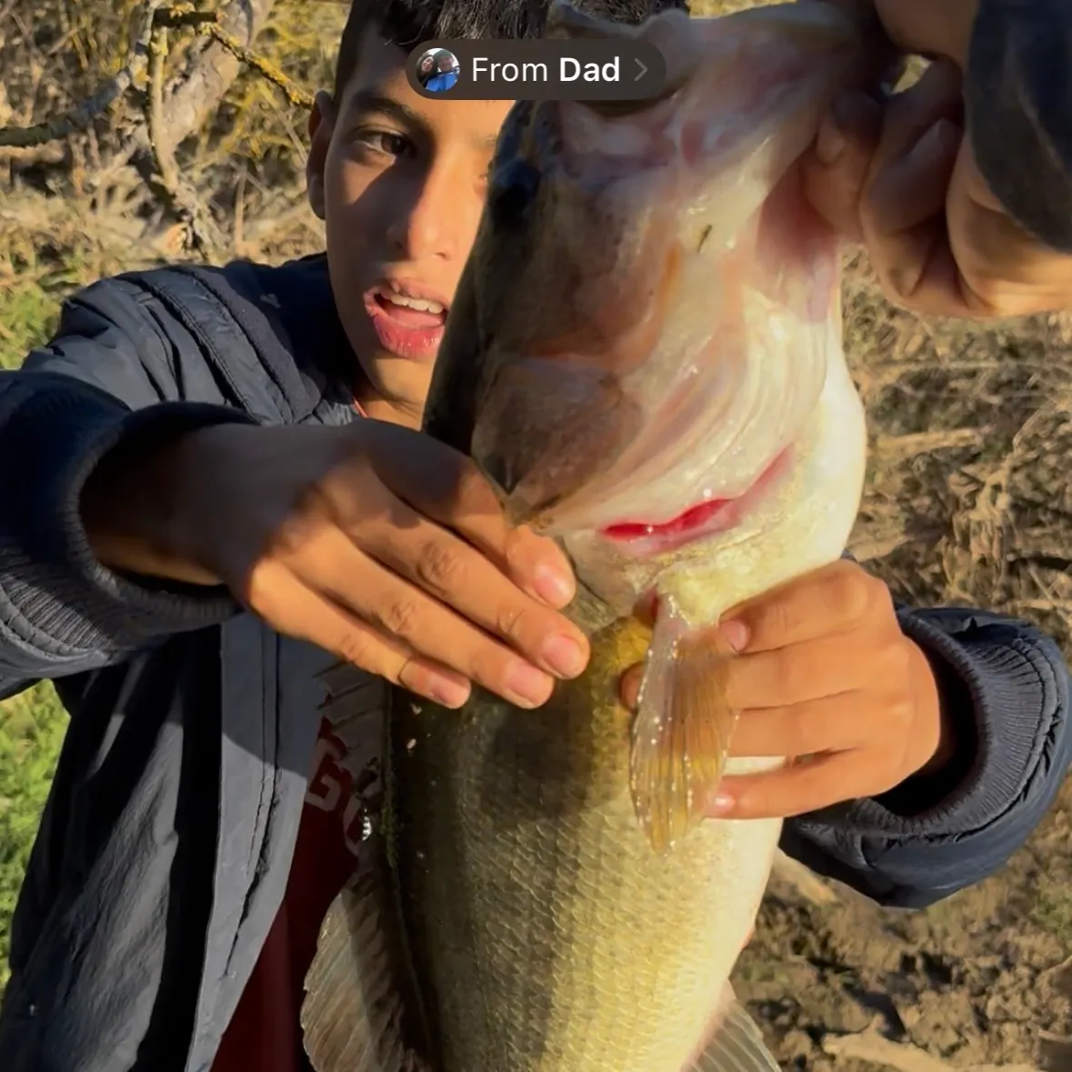 Largemouth bass caught on Fishbrain