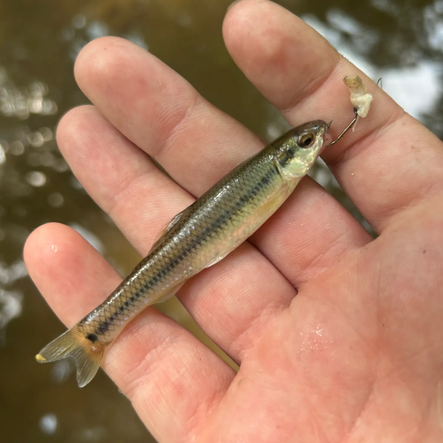 The most recent Eastern blacknose dace catches on Fishbrain