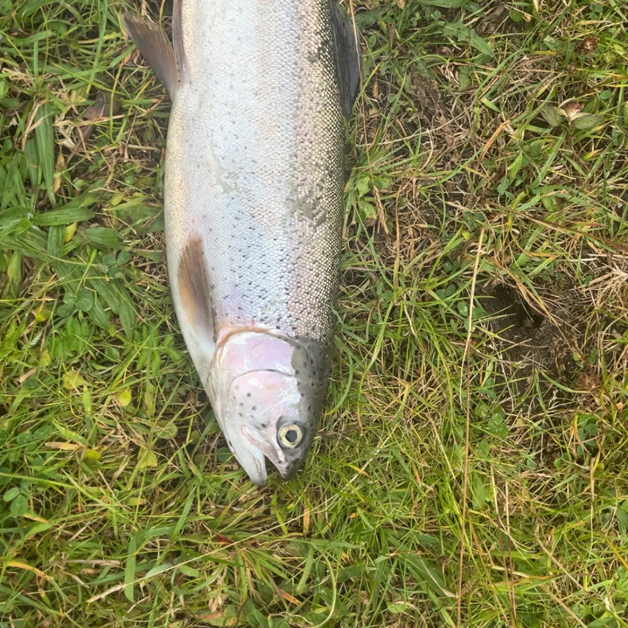 Rainbow trout caught on Fishbrain