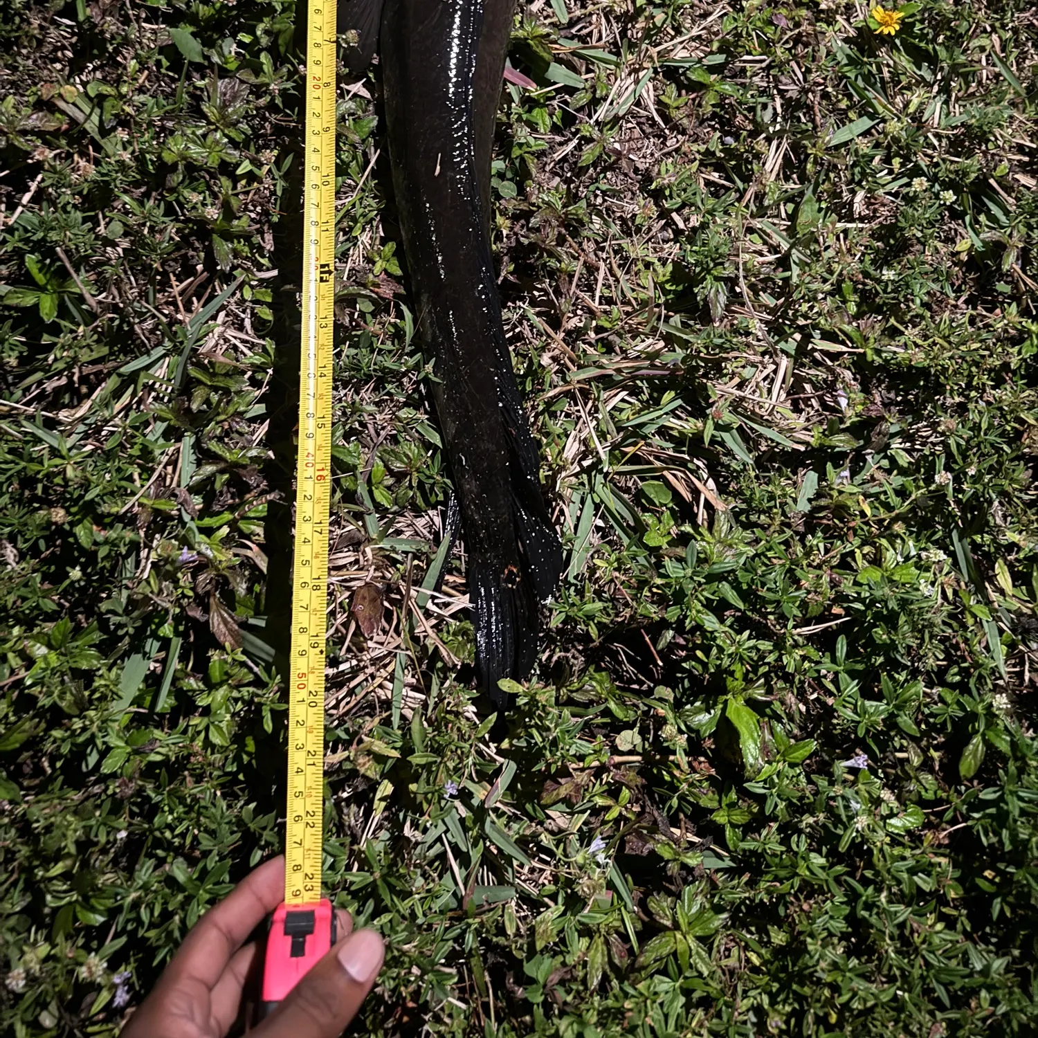 The most recent Bullseye snakehead catches on Fishbrain