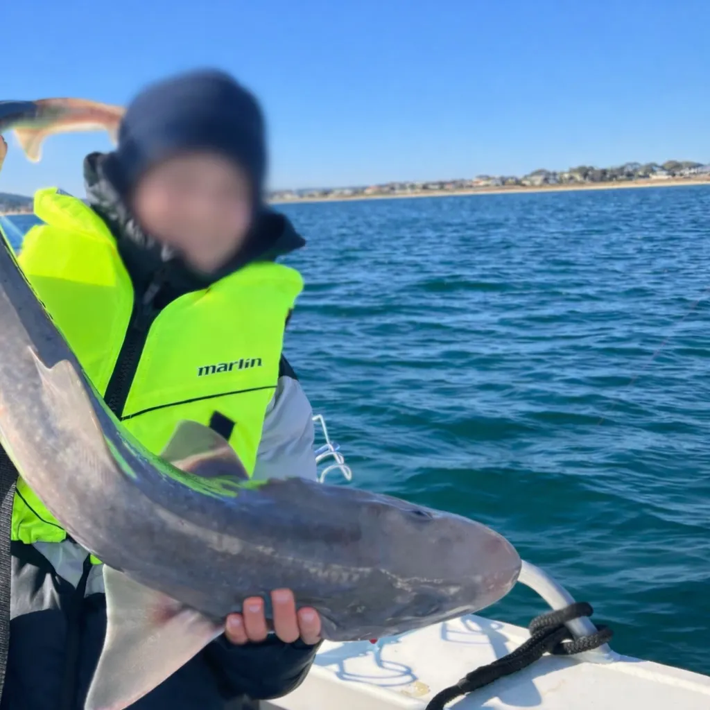 The most recent Gummy shark catches on Fishbrain