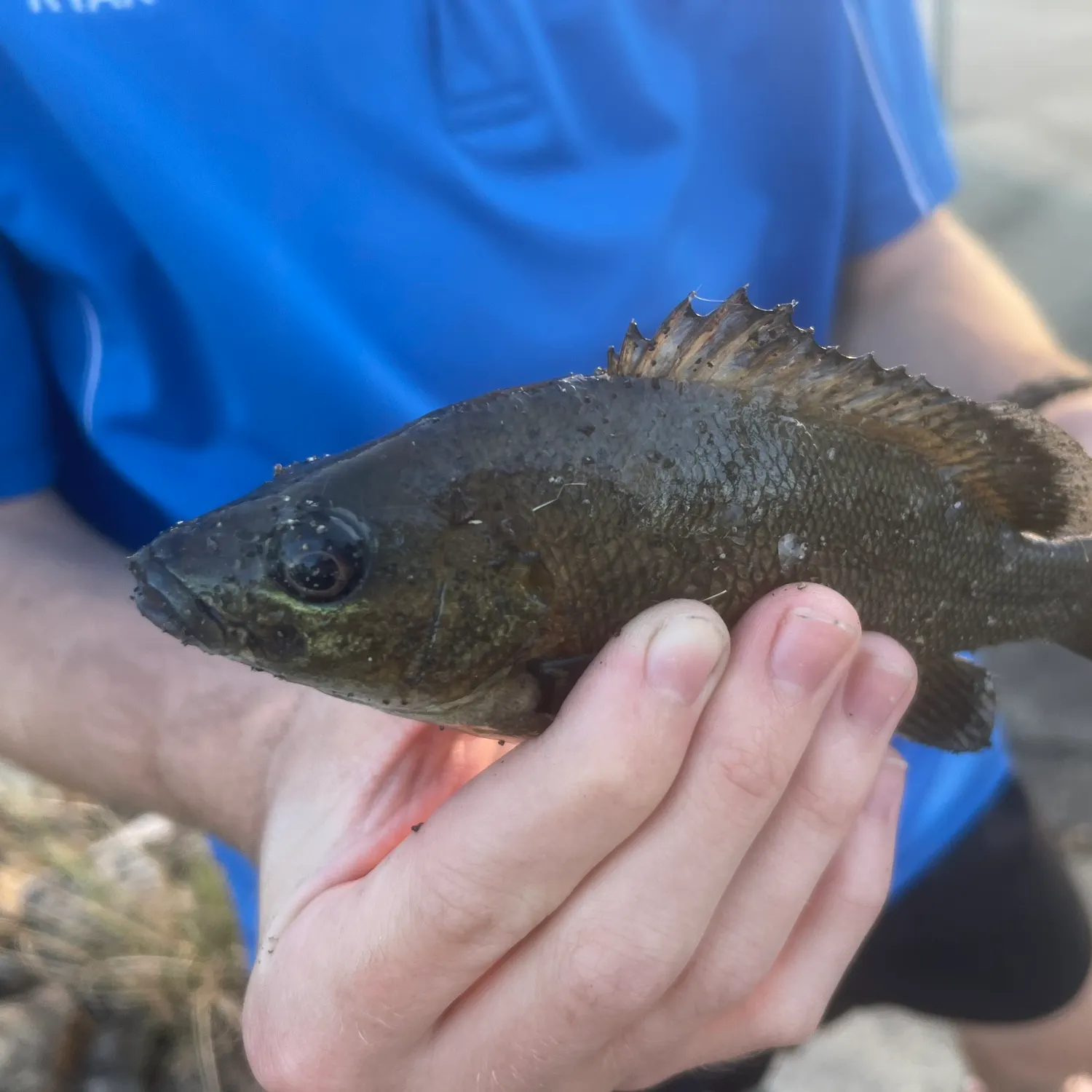 Sooty grunter caught on Fishbrain