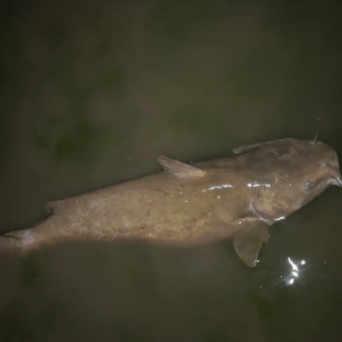 Channel catfish caught on Fishbrain