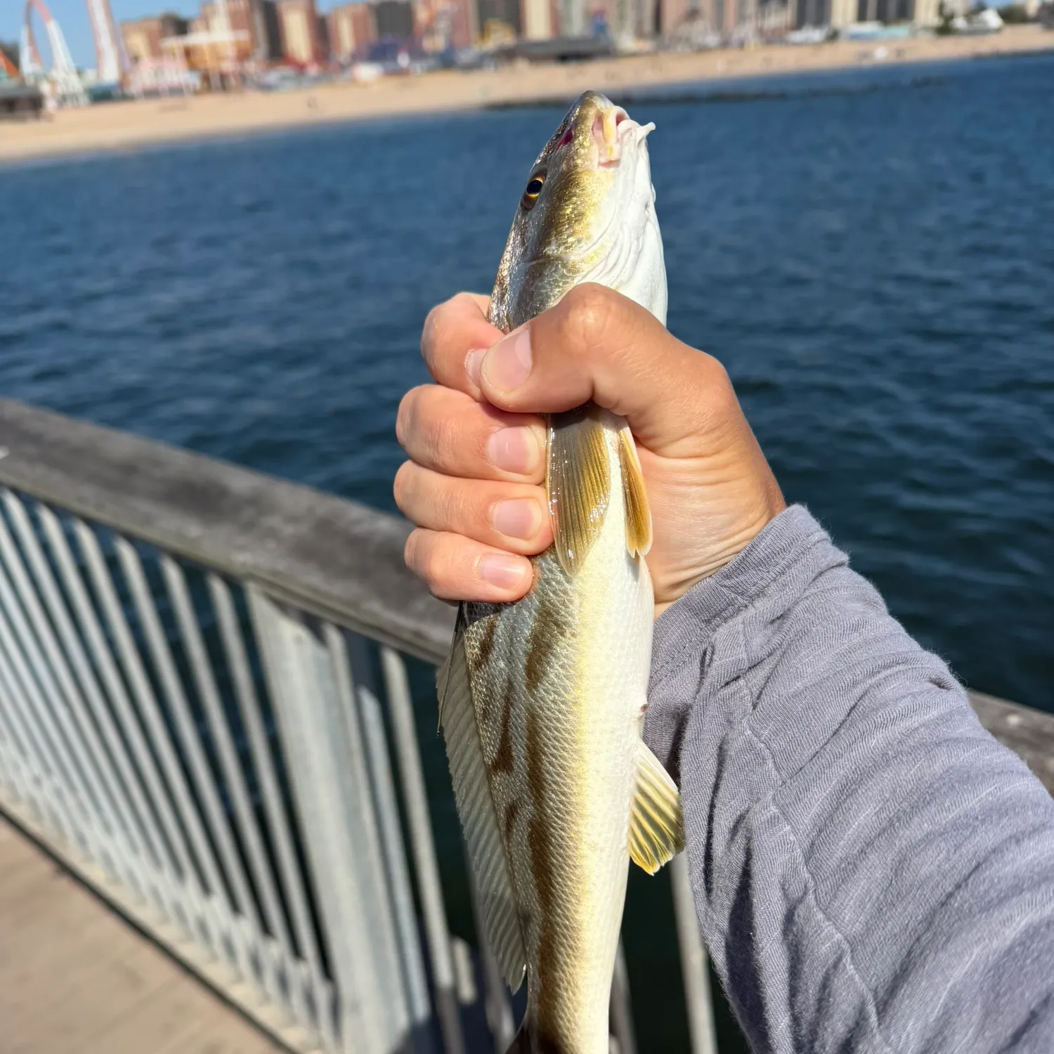 Northern kingcroaker caught on Fishbrain
