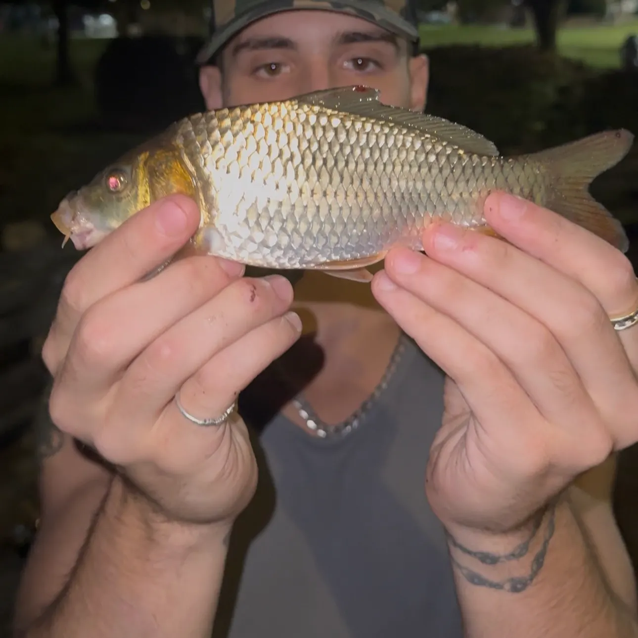 Common carp caught on Fishbrain