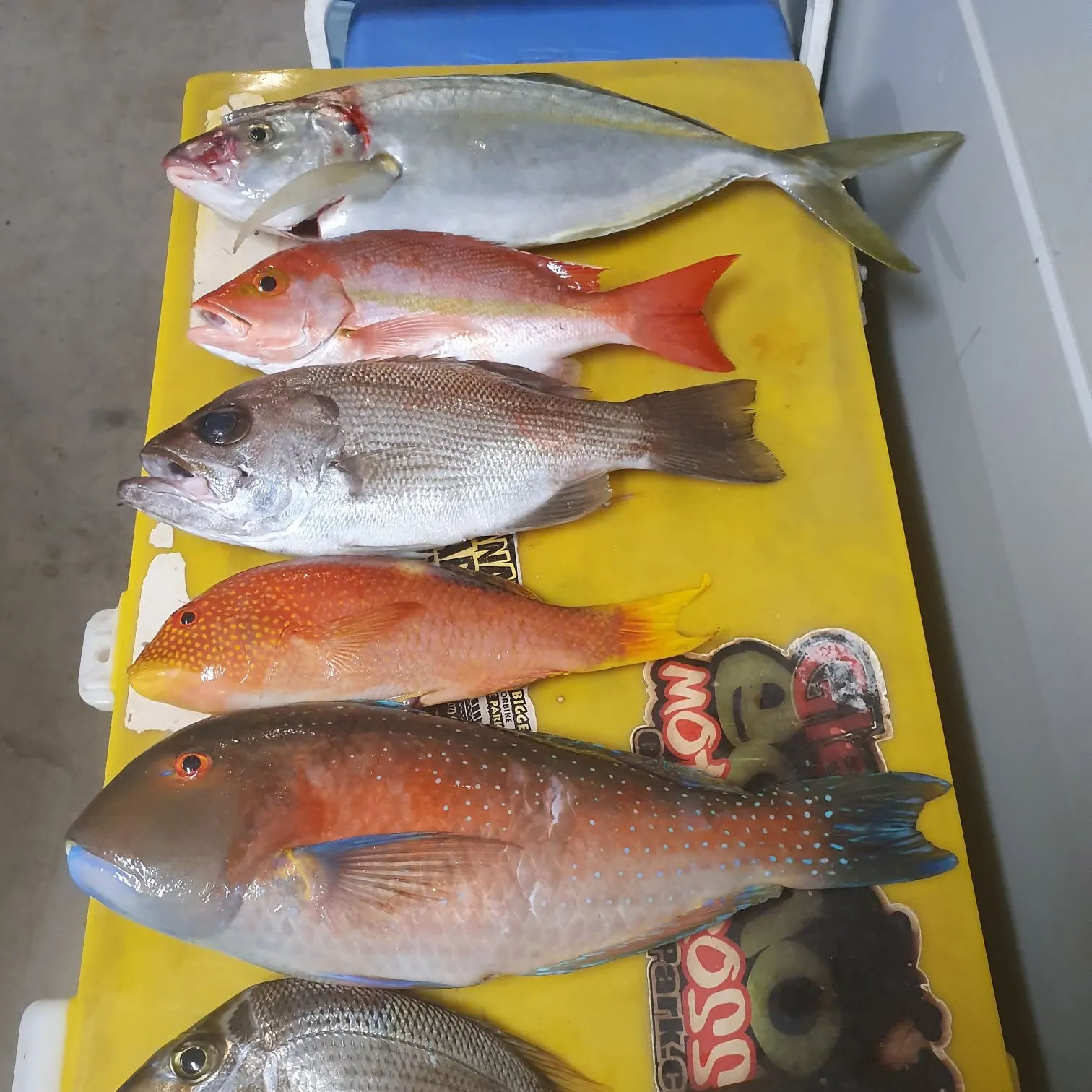 recently logged catches