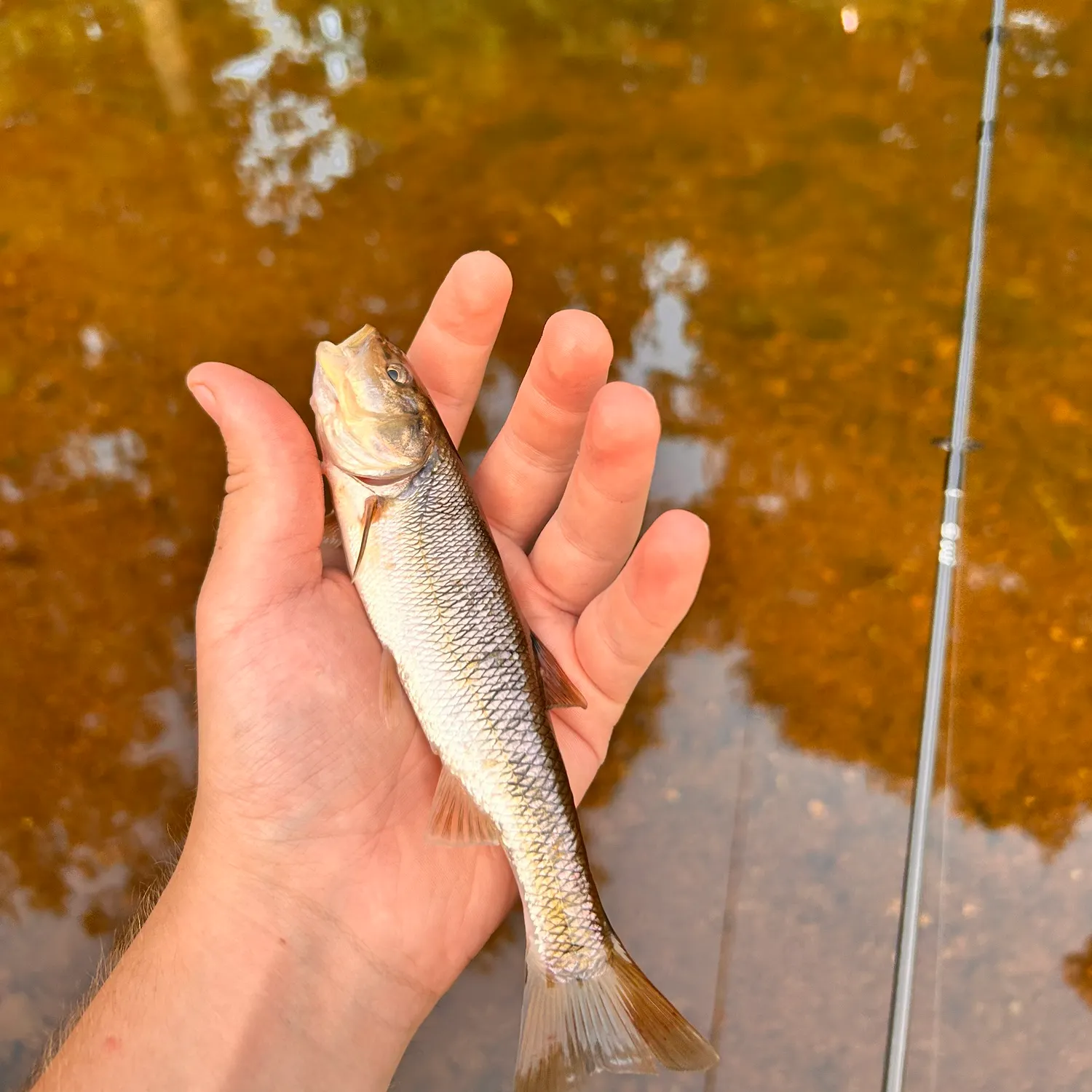 Creek chub caught on Fishbrain