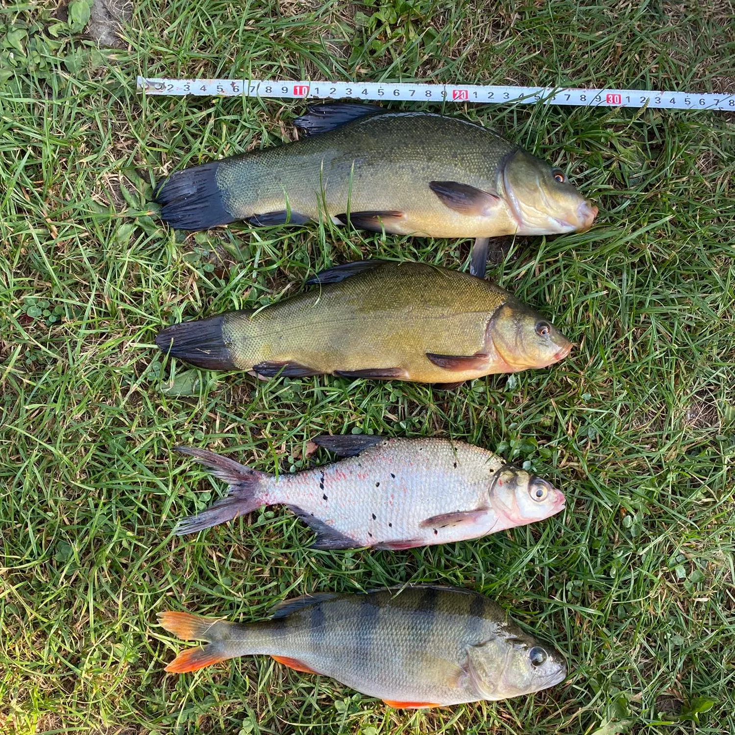 recently logged catches