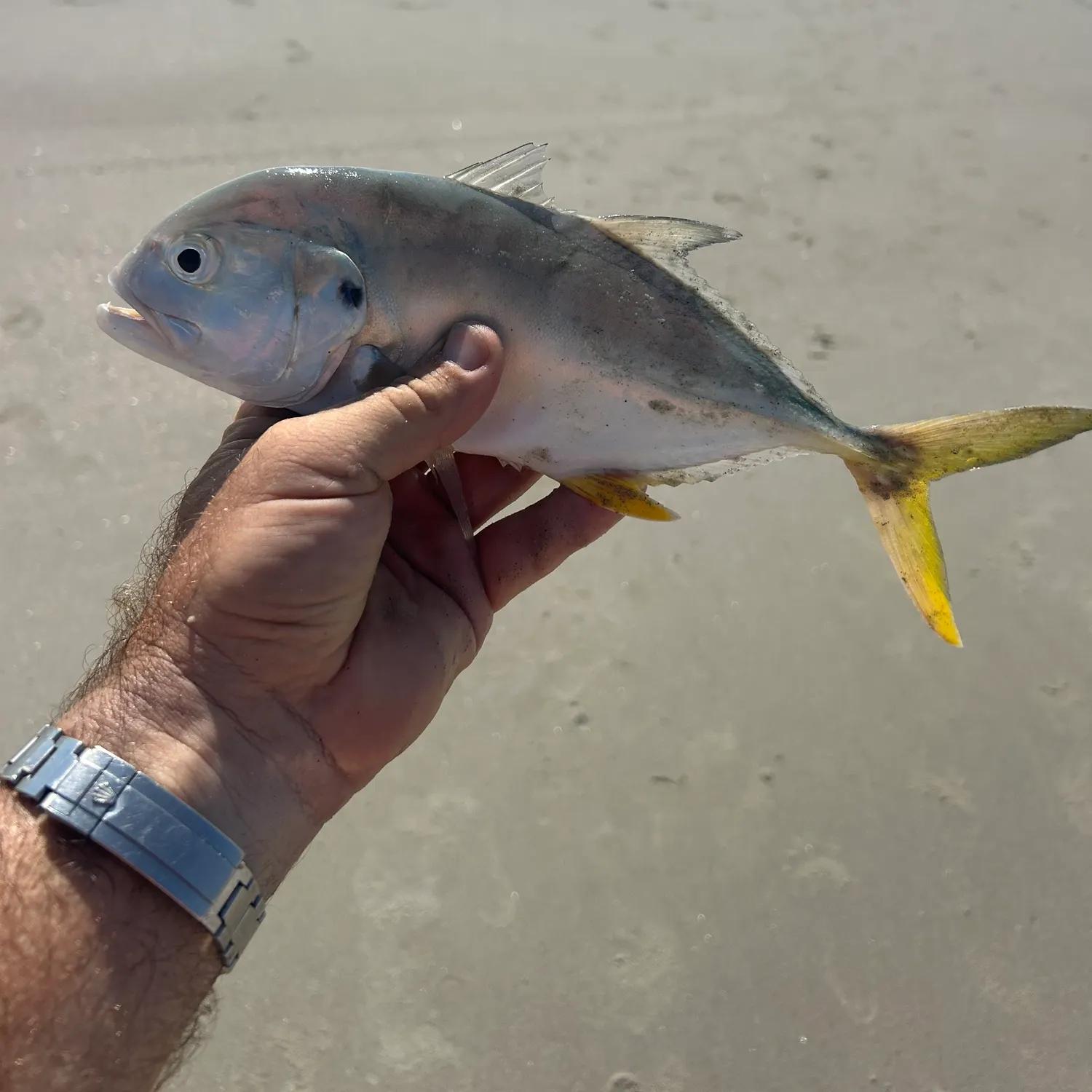 Crevalle jack caught on Fishbrain