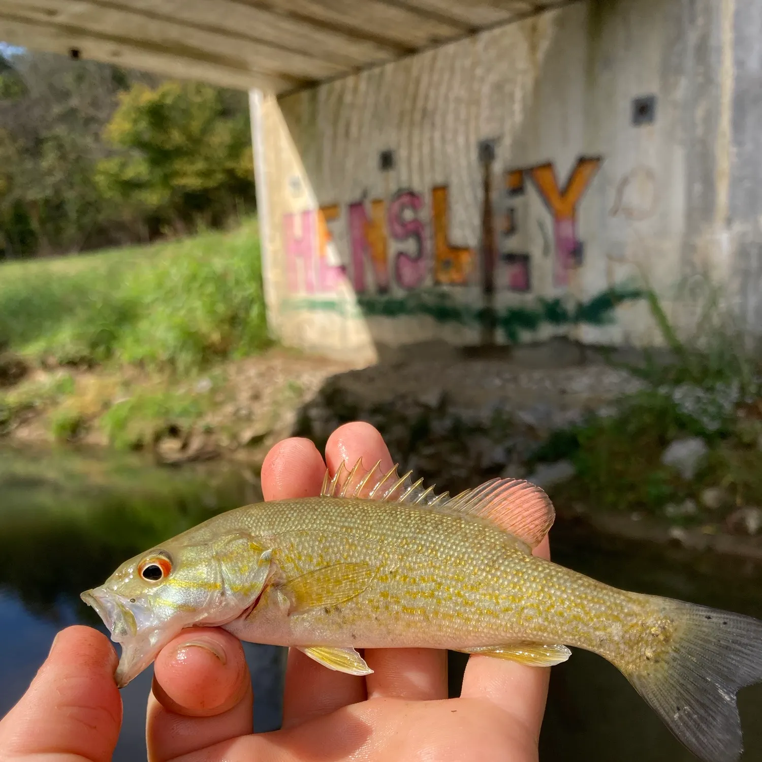 Smallmouth bass caught on Fishbrain