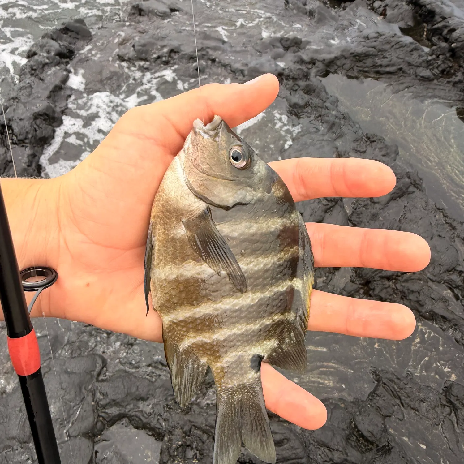 The most recent Blackspot sergeant catches on Fishbrain