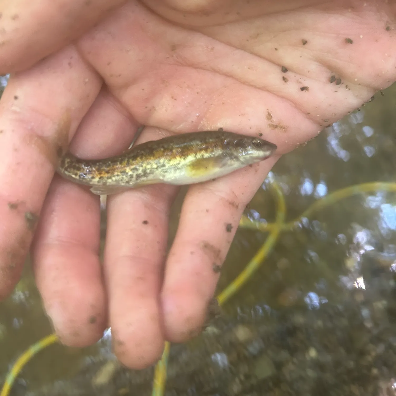 The most recent Western blacknose dace catches on Fishbrain