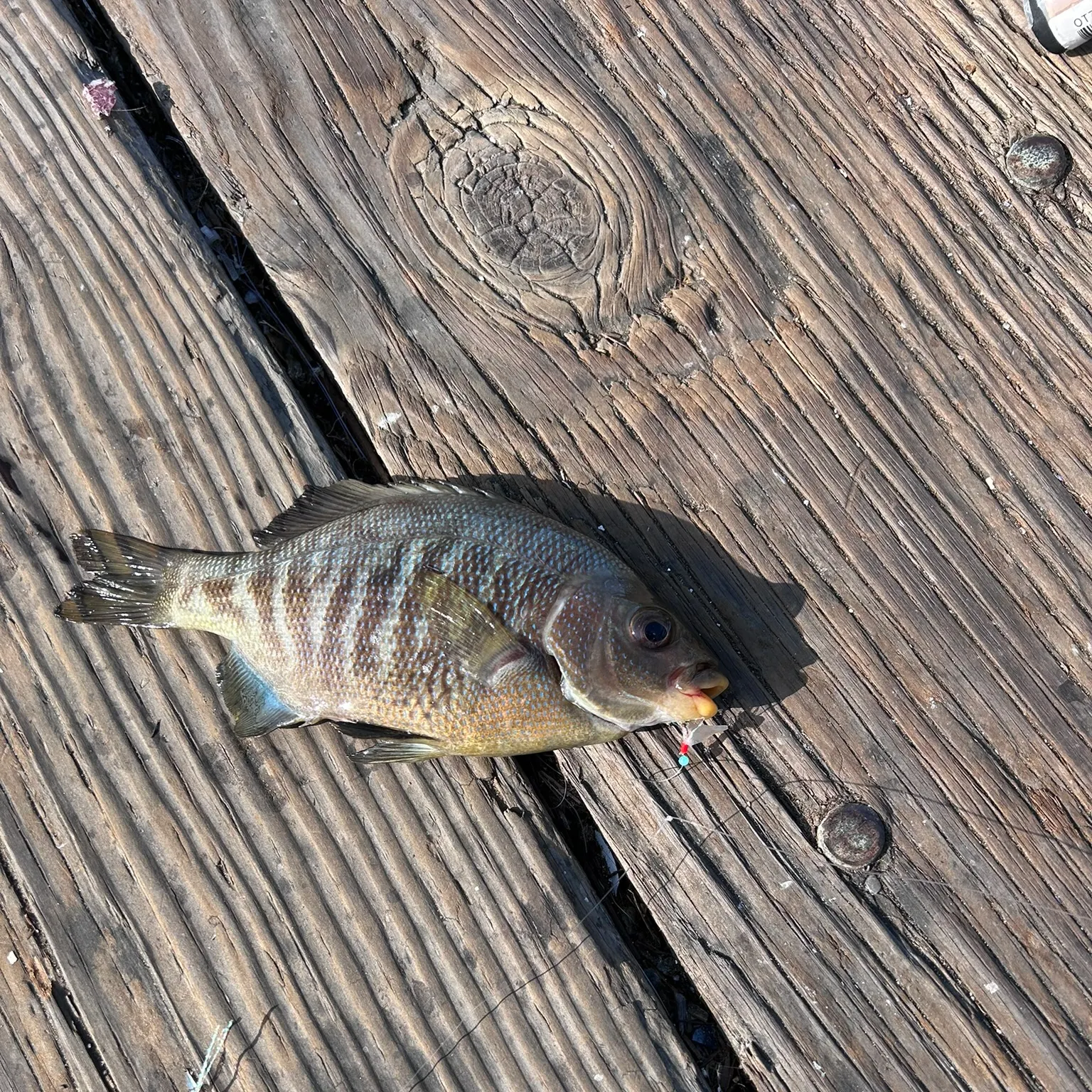 The most recent Barred surfperch catches on Fishbrain
