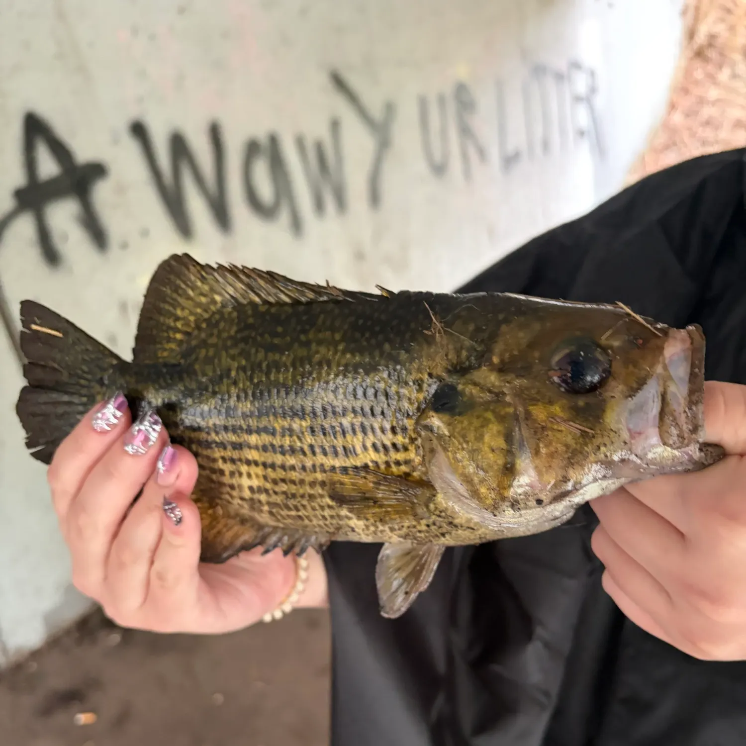 Rock bass caught on Fishbrain