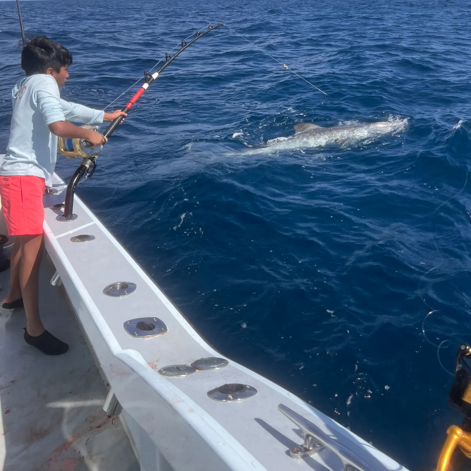 The most recent Tiger shark catches on Fishbrain