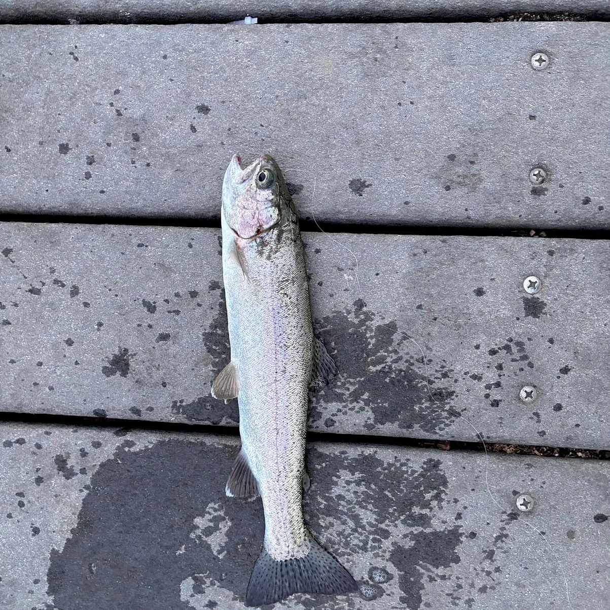Cutbow caught on Fishbrain
