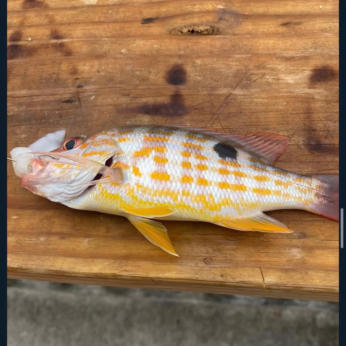 The most recent Lane snapper catches on Fishbrain