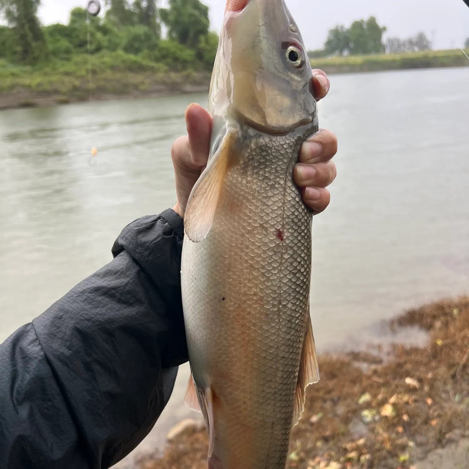 The most recent Sacramento sucker catches on Fishbrain