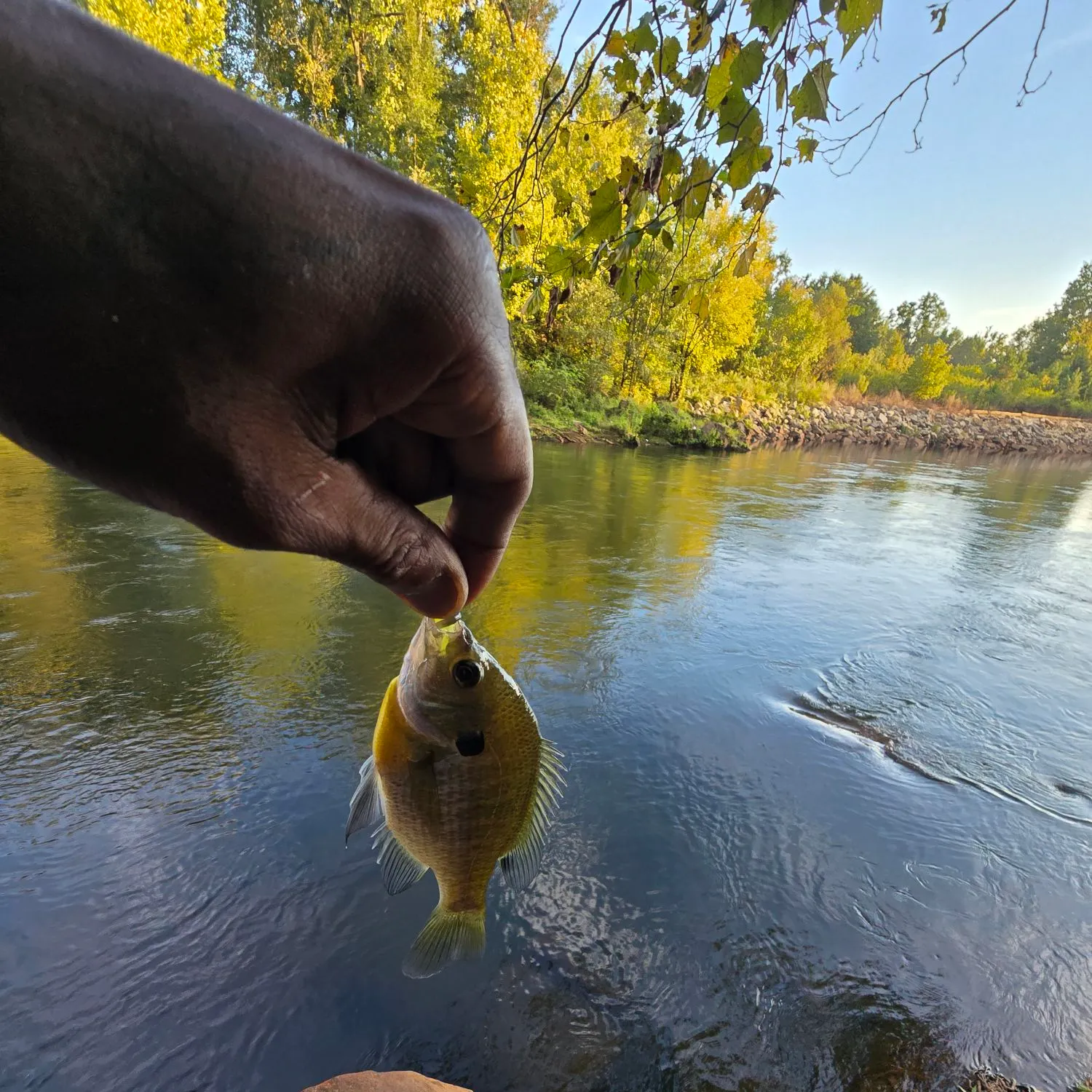 Bluegill caught on Fishbrain