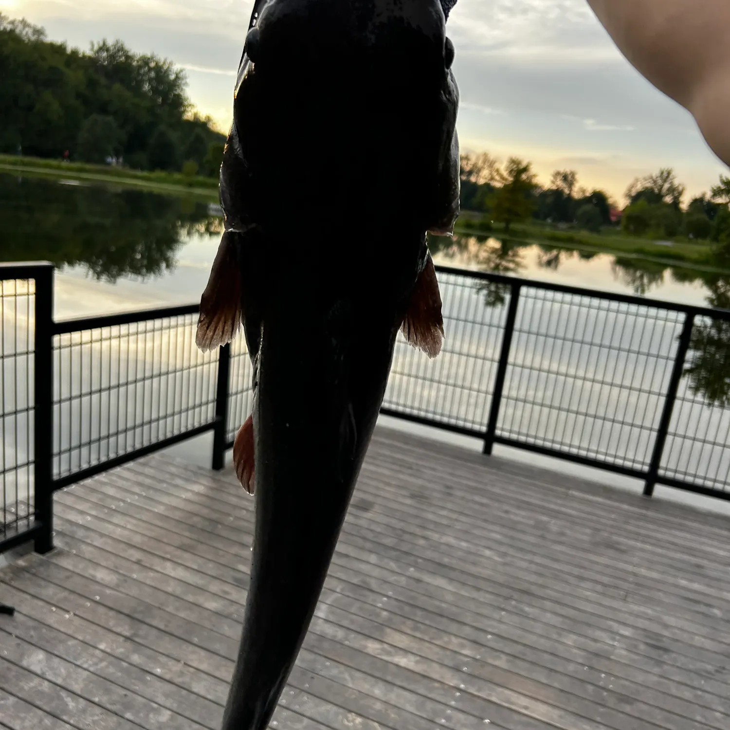 Channel catfish caught on Fishbrain