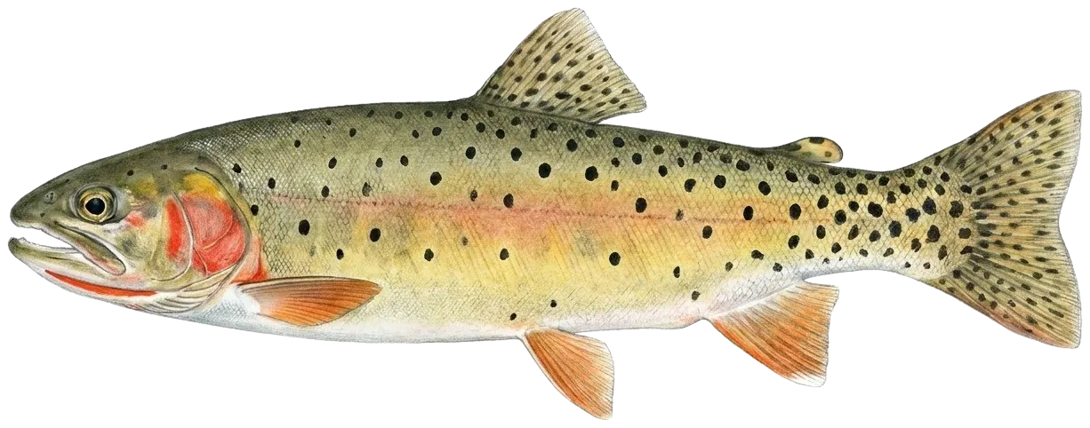 Bonneville cutthroat trout