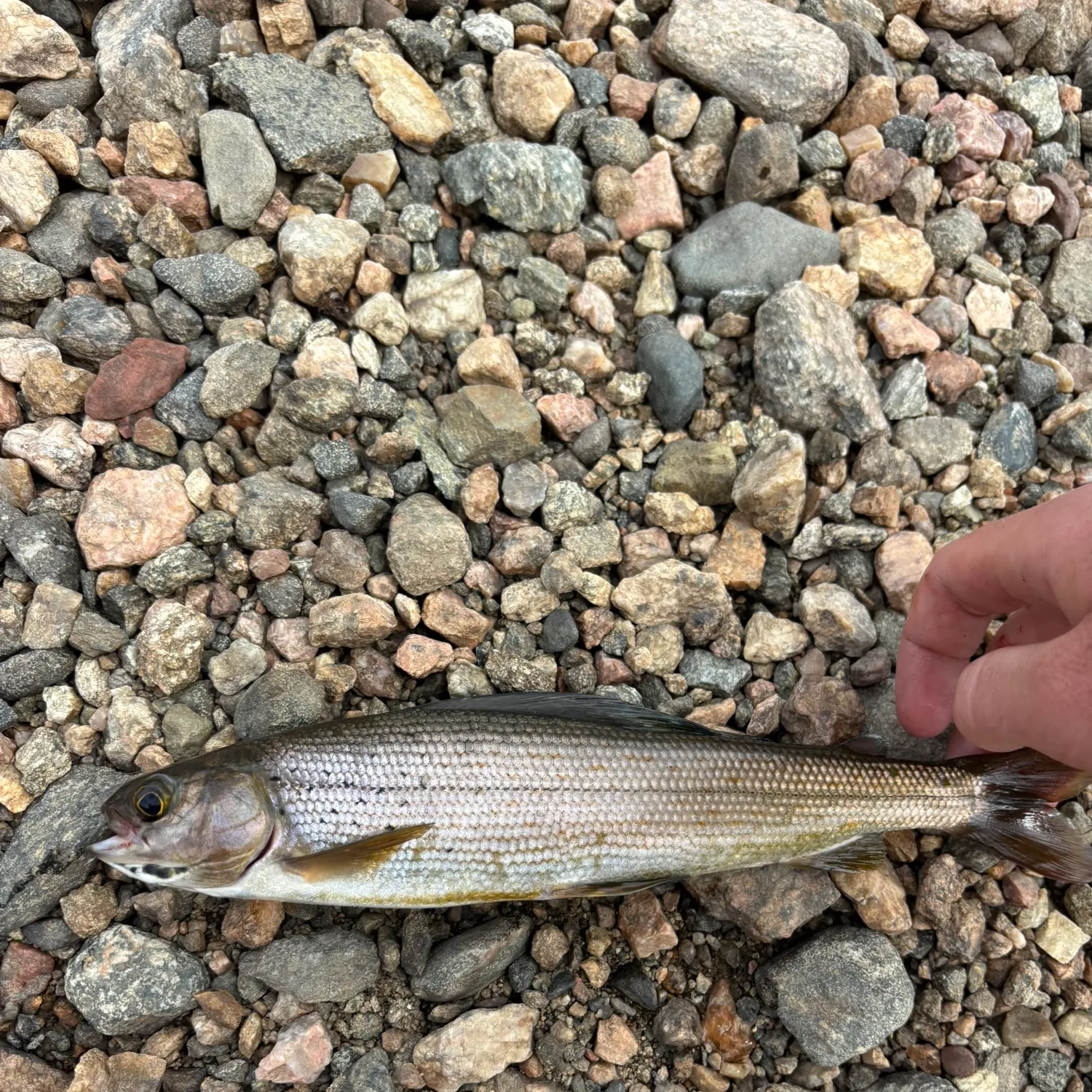 The most recent Arctic grayling catches on Fishbrain