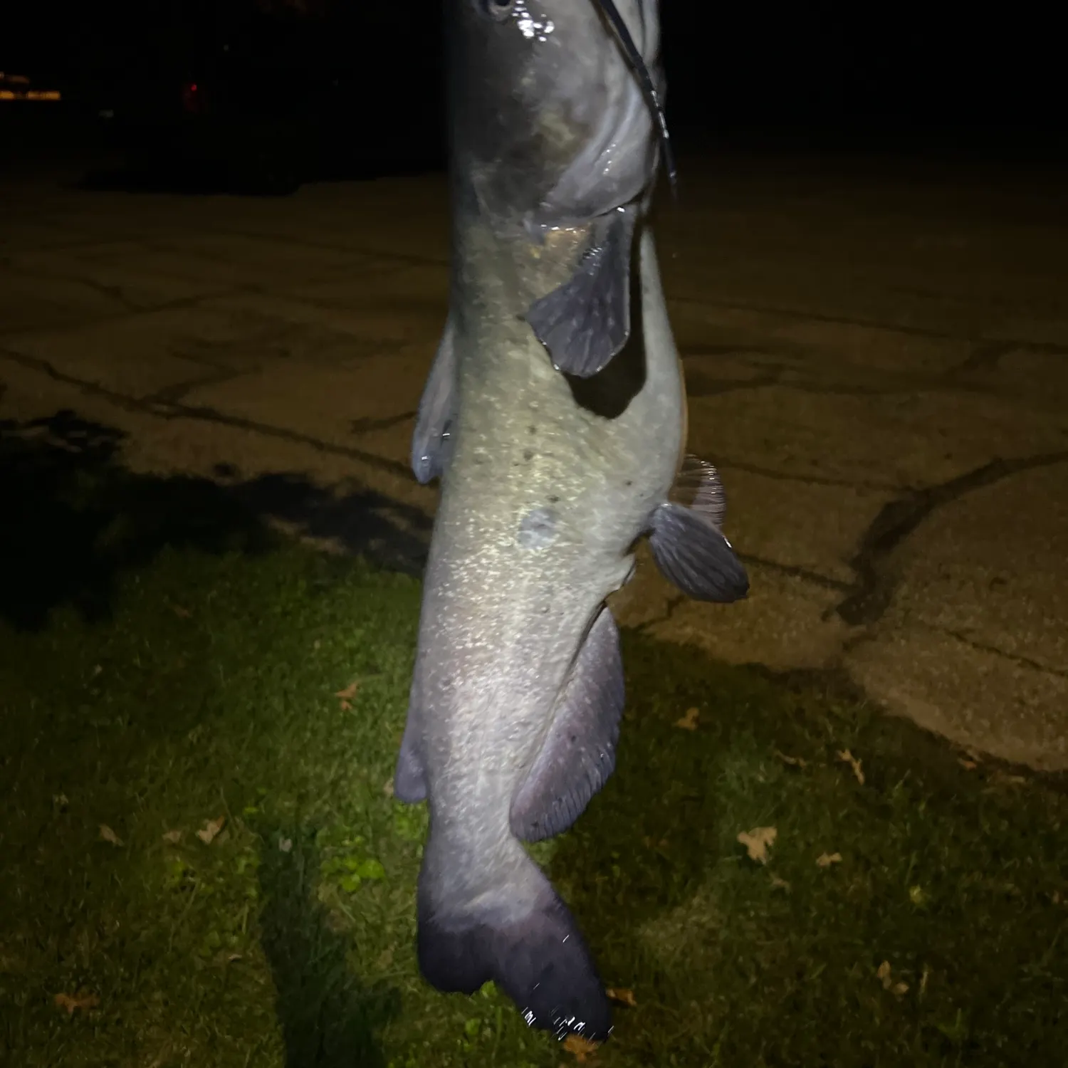 Channel catfish caught on Fishbrain