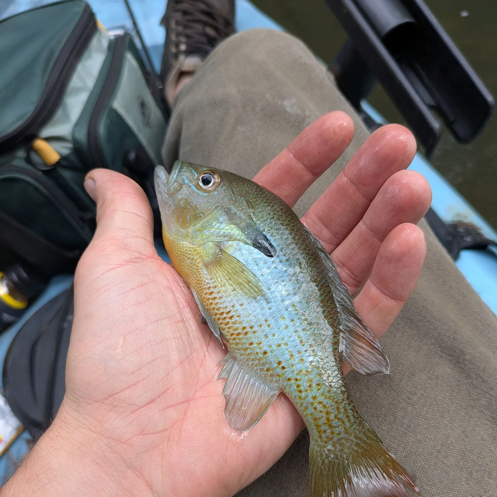 Redbreast sunfish caught on Fishbrain