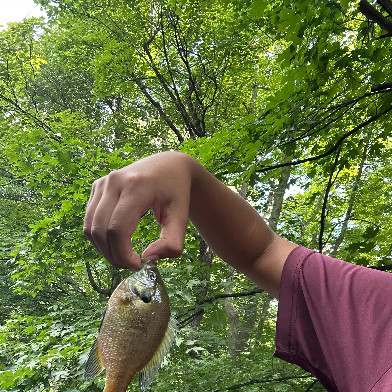 Spotted sunfish caught on Fishbrain