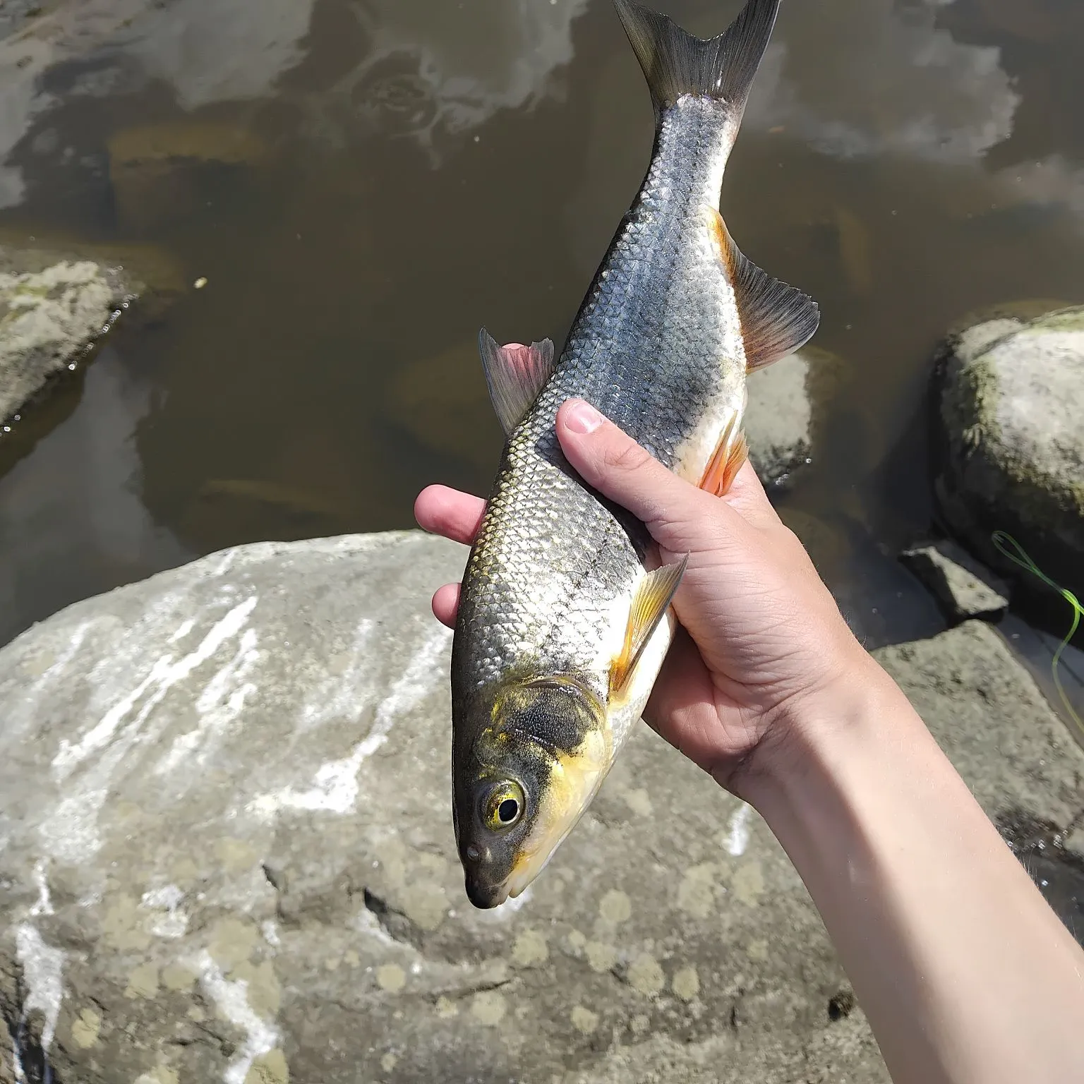 The most recent Vimba bream catches on Fishbrain