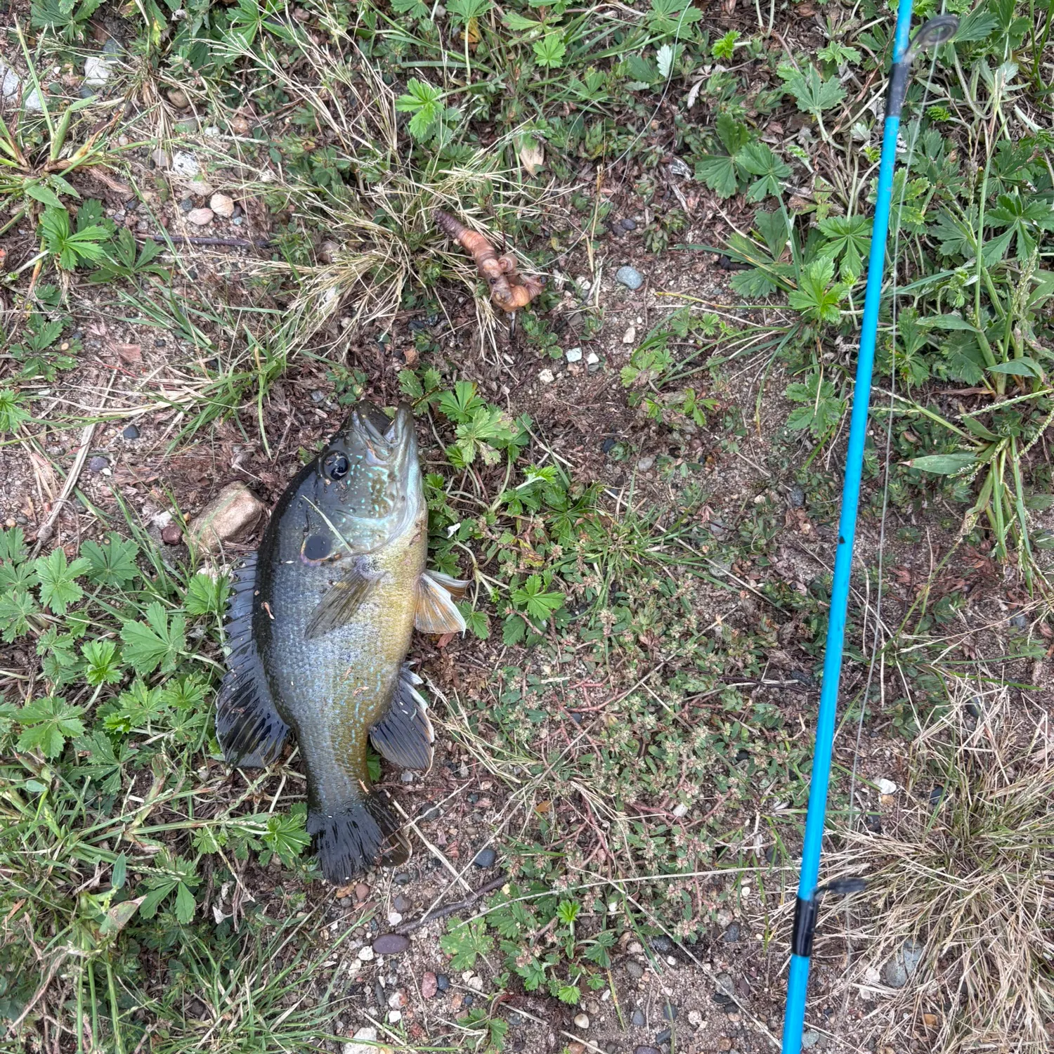 Green sunfish caught on Fishbrain