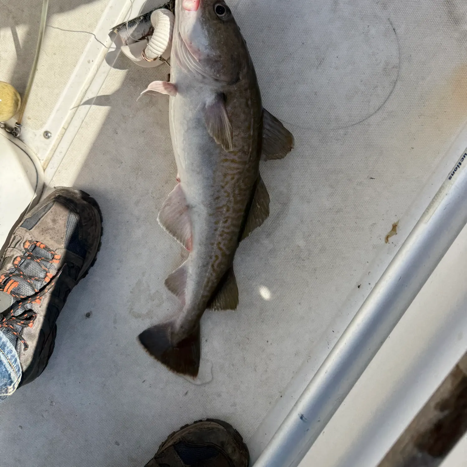 The most recent Pacific cod catches on Fishbrain