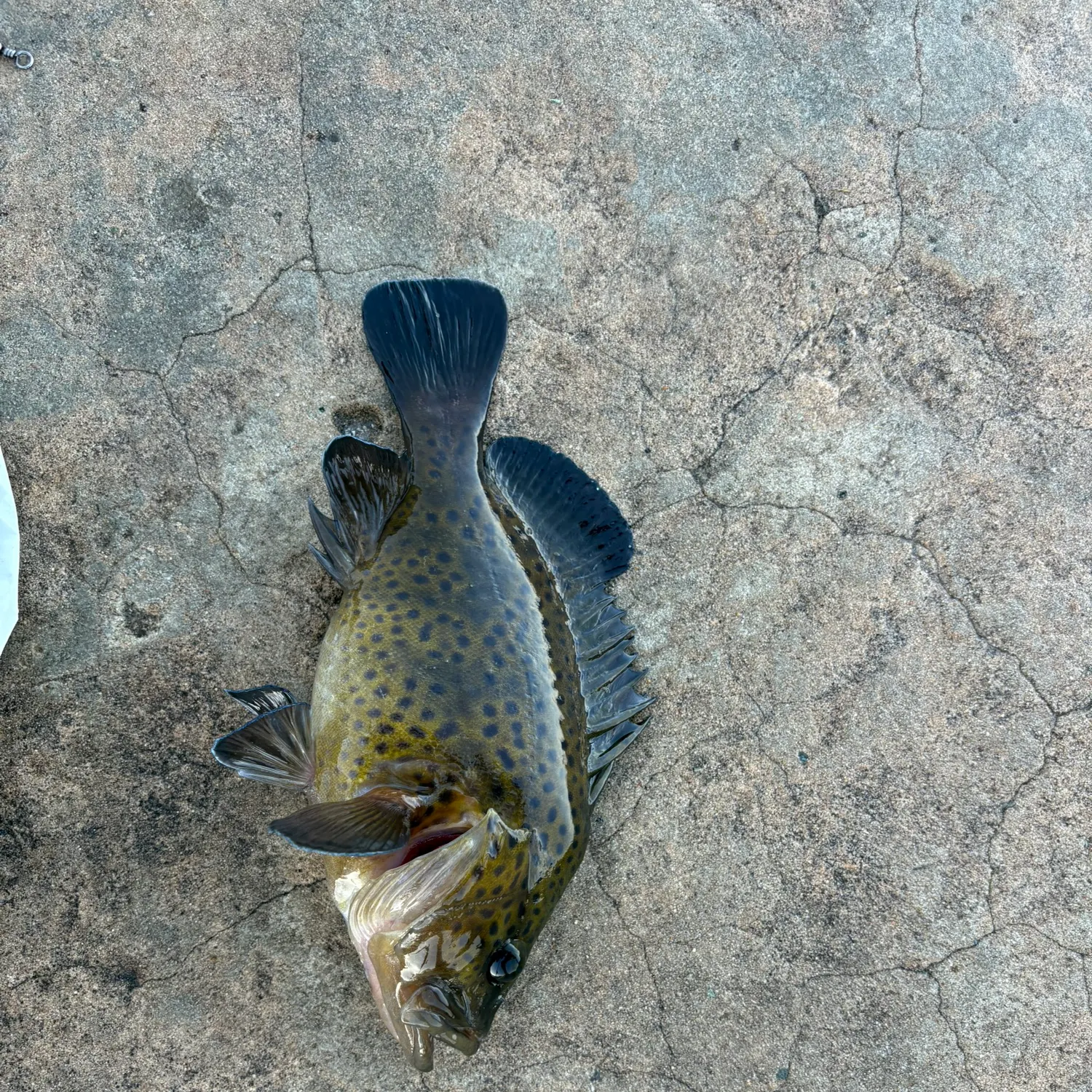 The most recent Greasy grouper catches on Fishbrain