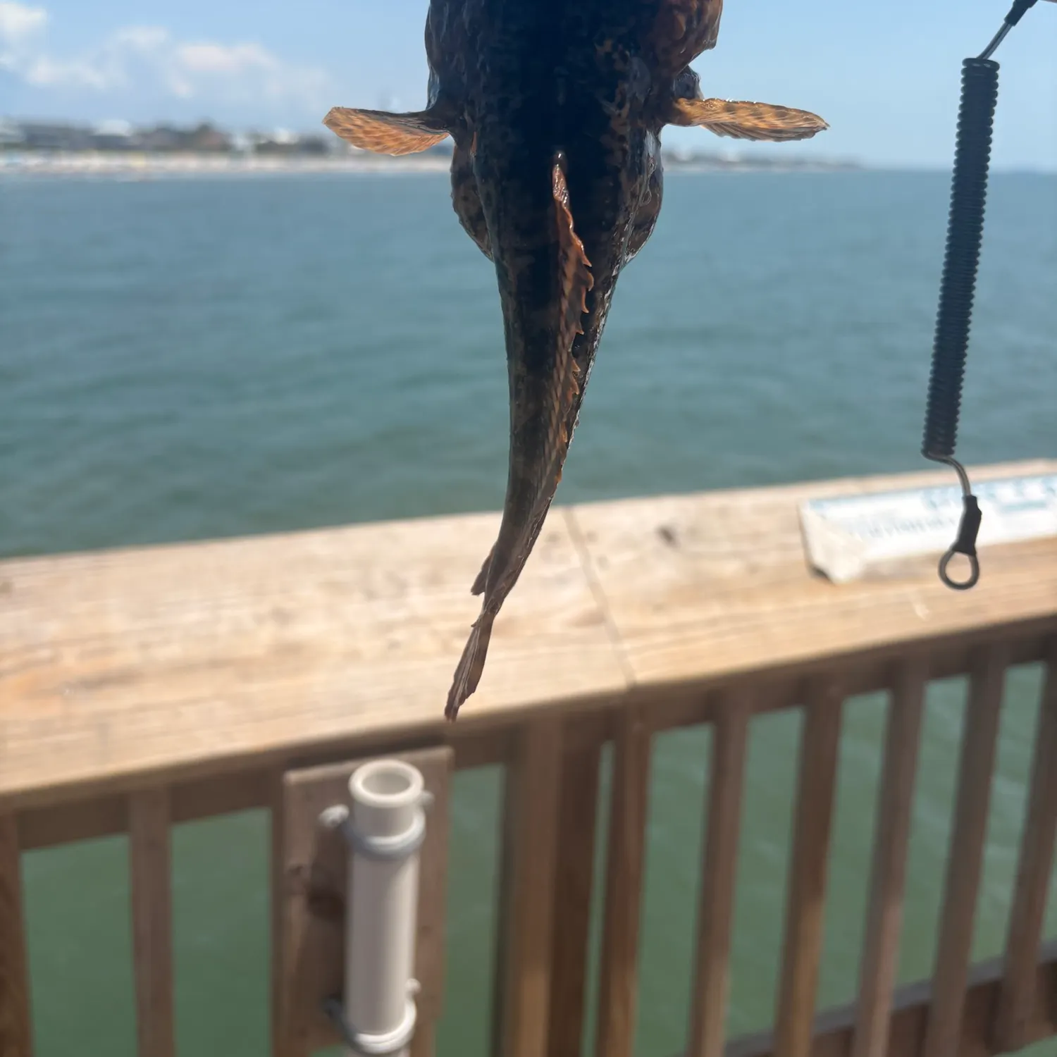 The most recent Boulenger's toadfish catches on Fishbrain