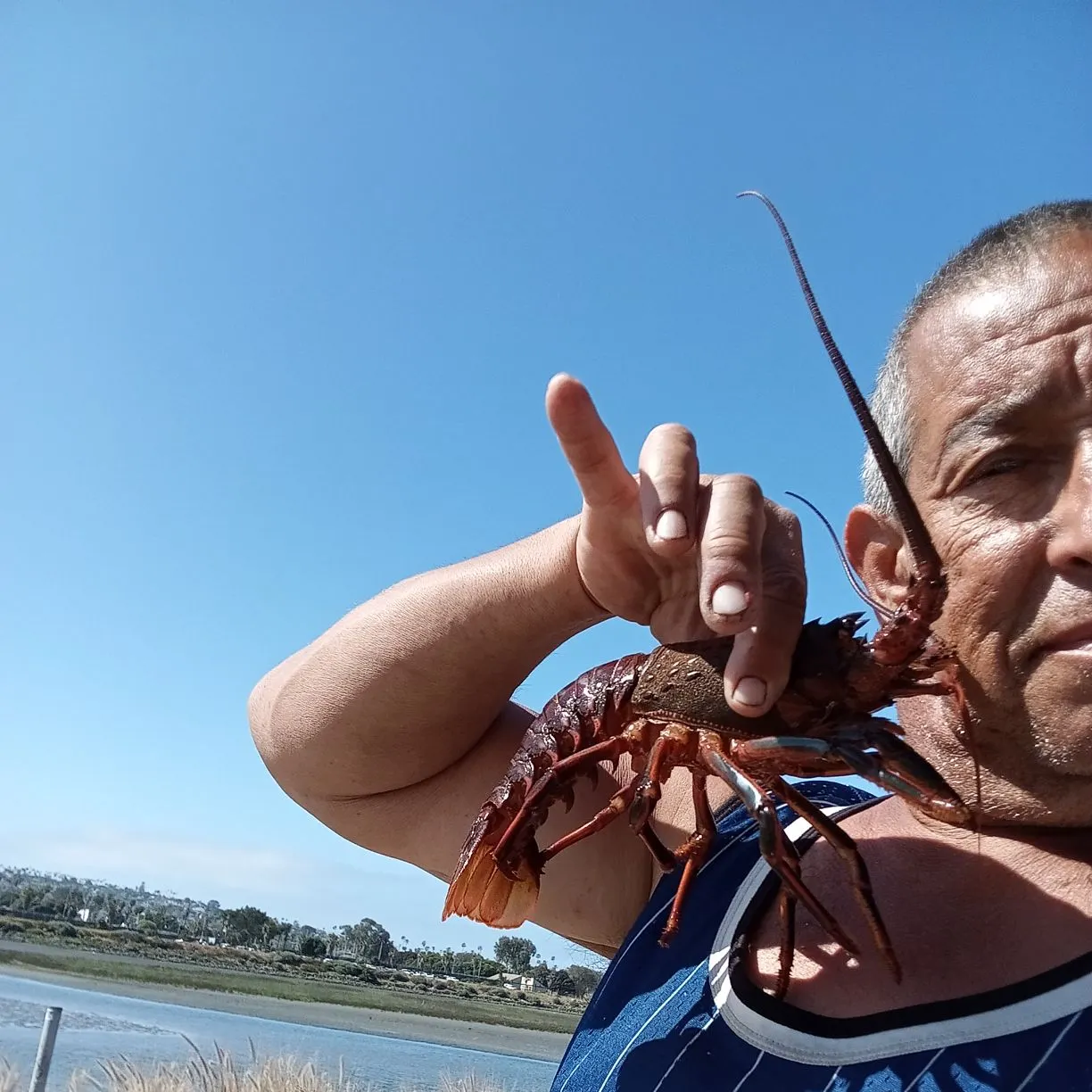 The most recent California spiny lobster catches on Fishbrain