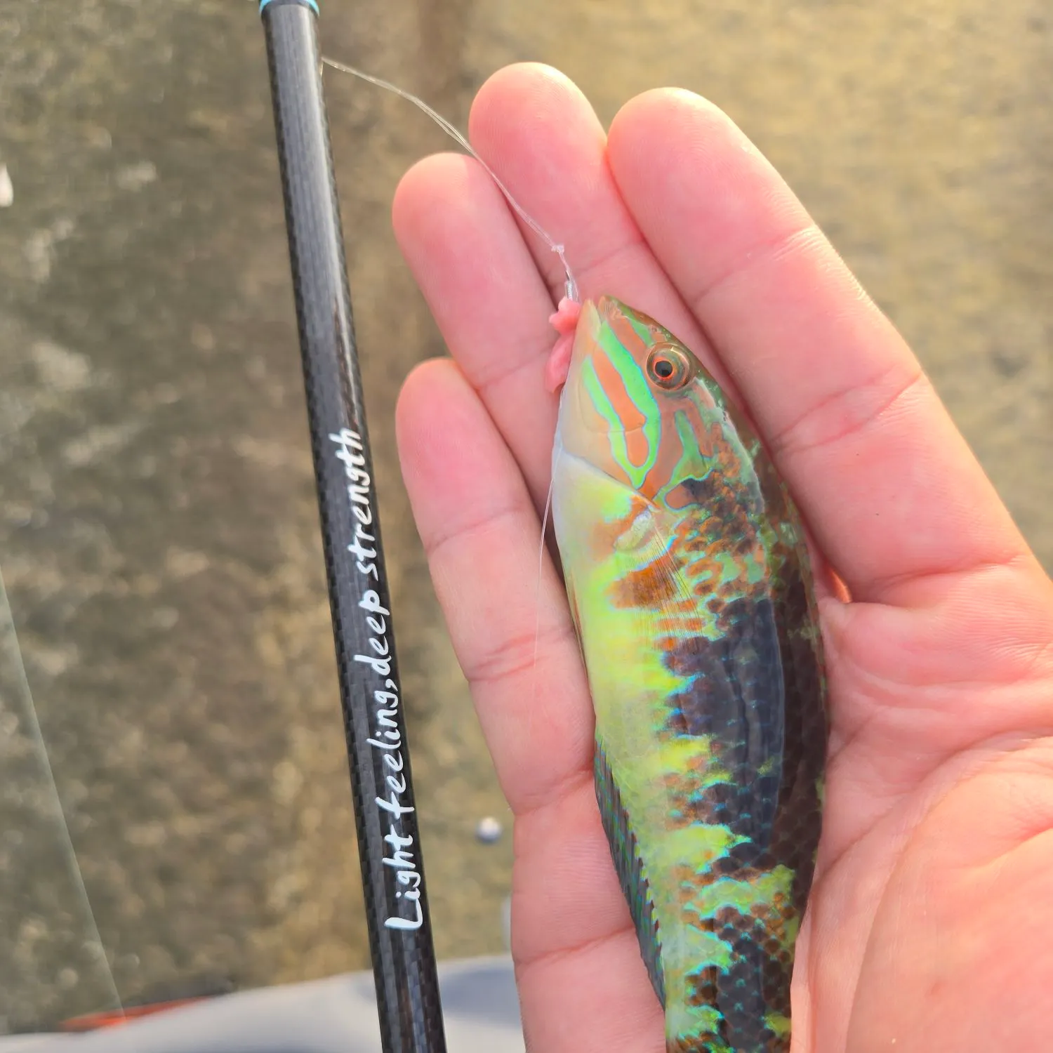 The most recent Nebulous wrasse catches on Fishbrain