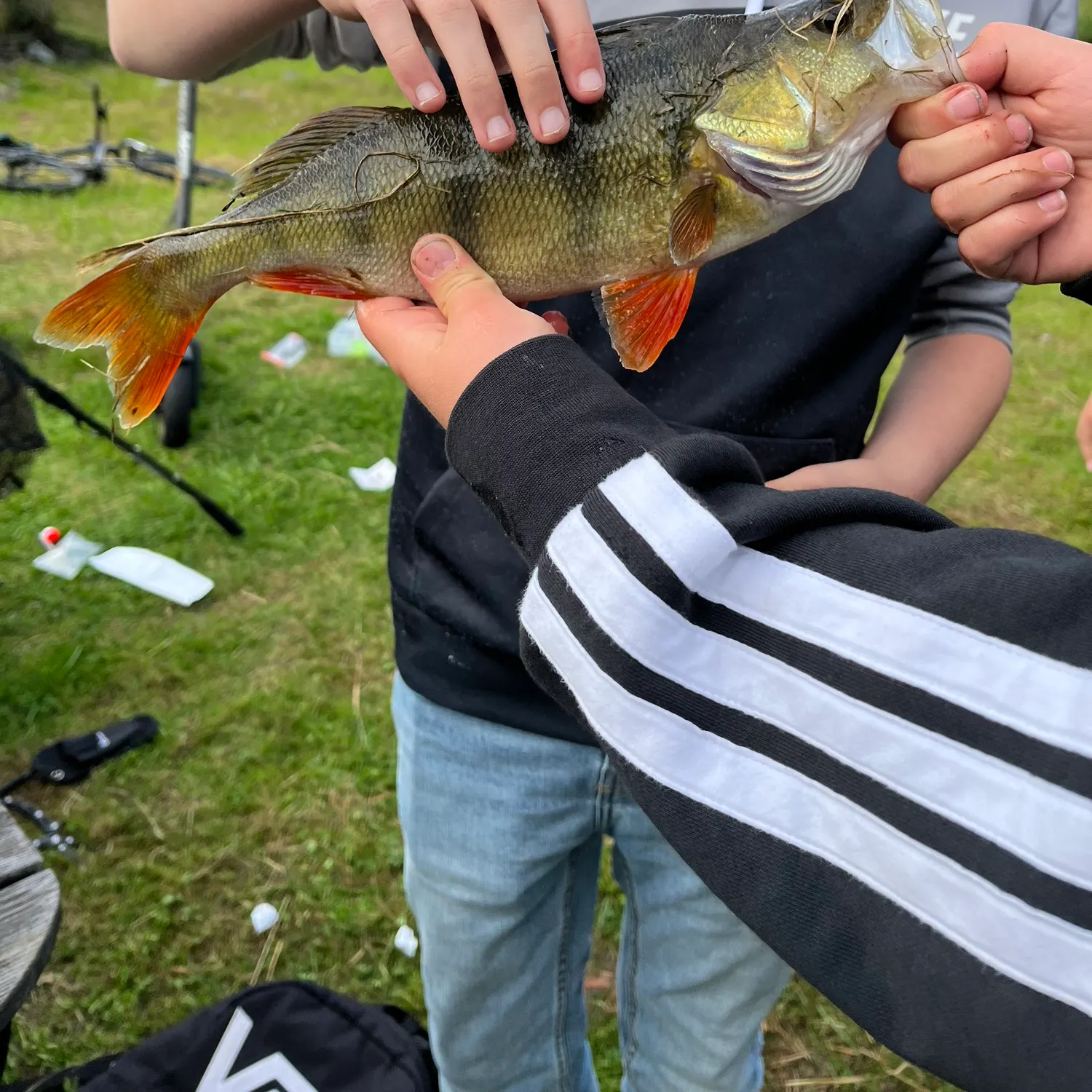European perch caught on Fishbrain