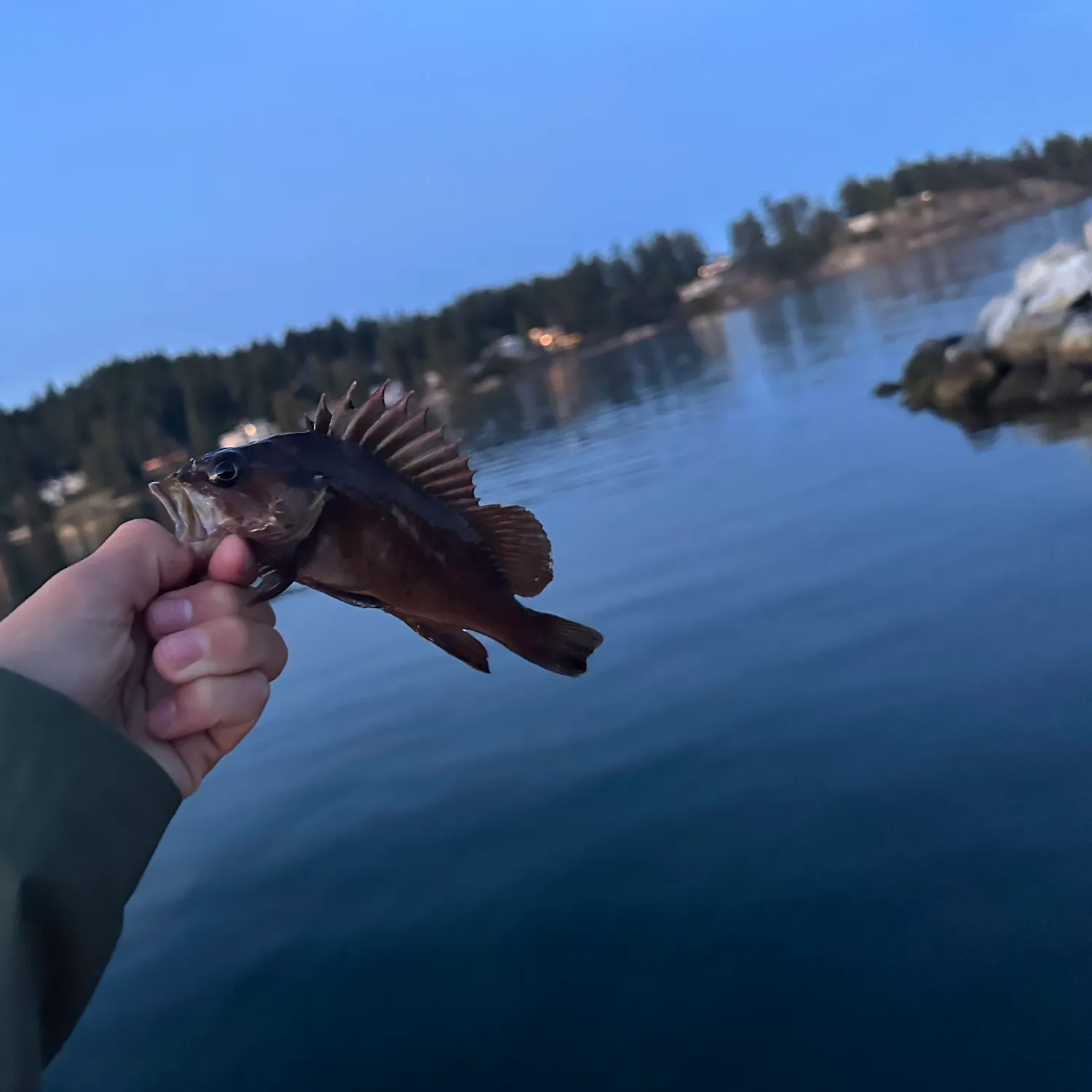 The most recent Copper rockfish catches on Fishbrain