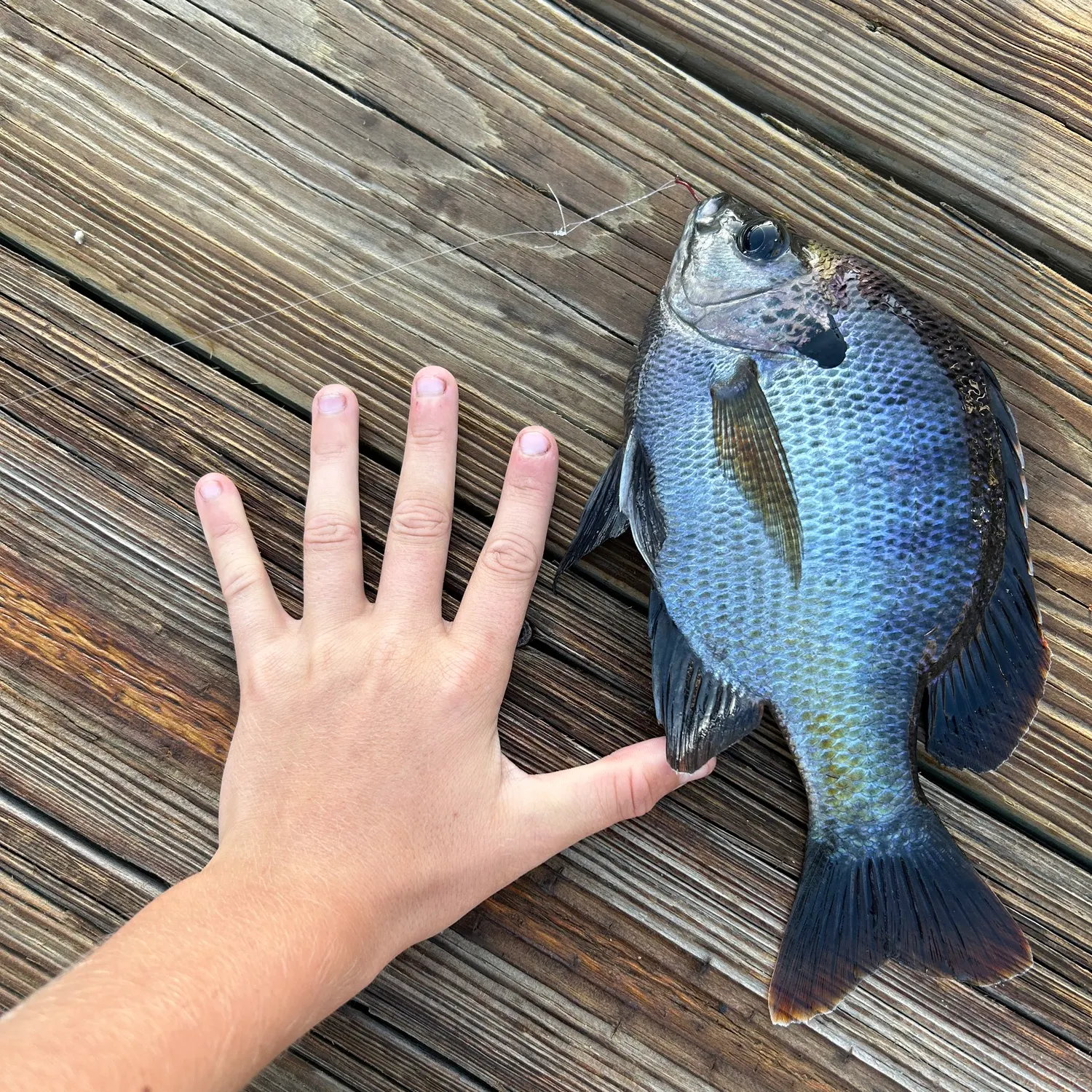 Bluegill caught on Fishbrain