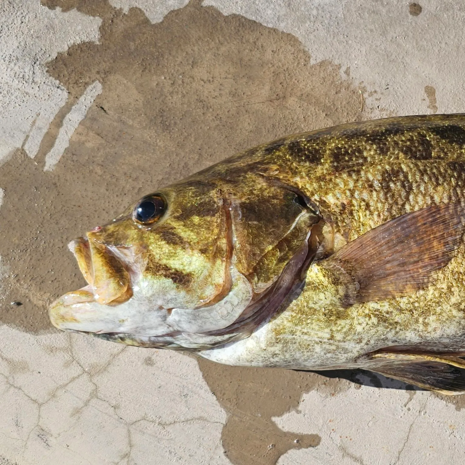 Smallmouth bass caught on Fishbrain