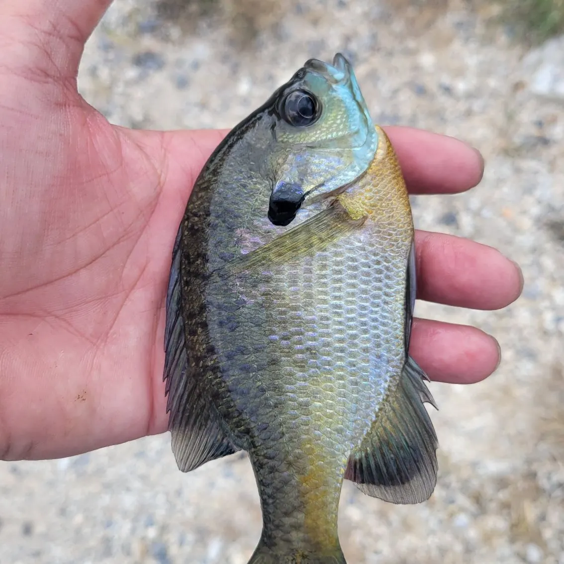 Bluegill caught on Fishbrain