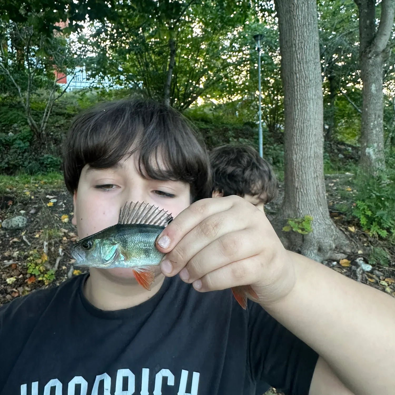 European perch caught on Fishbrain