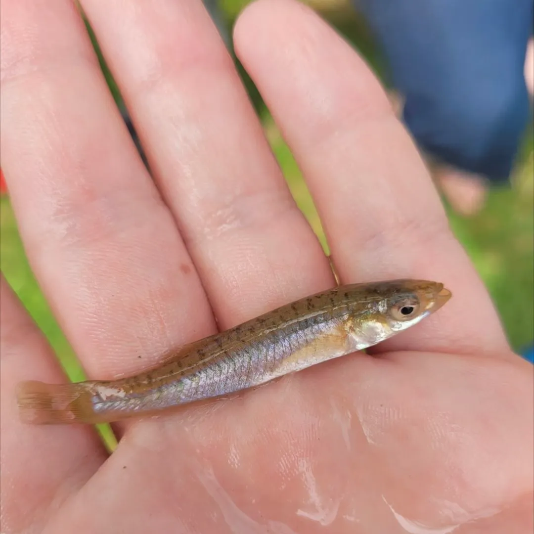 The most recent Banded killifish catches on Fishbrain