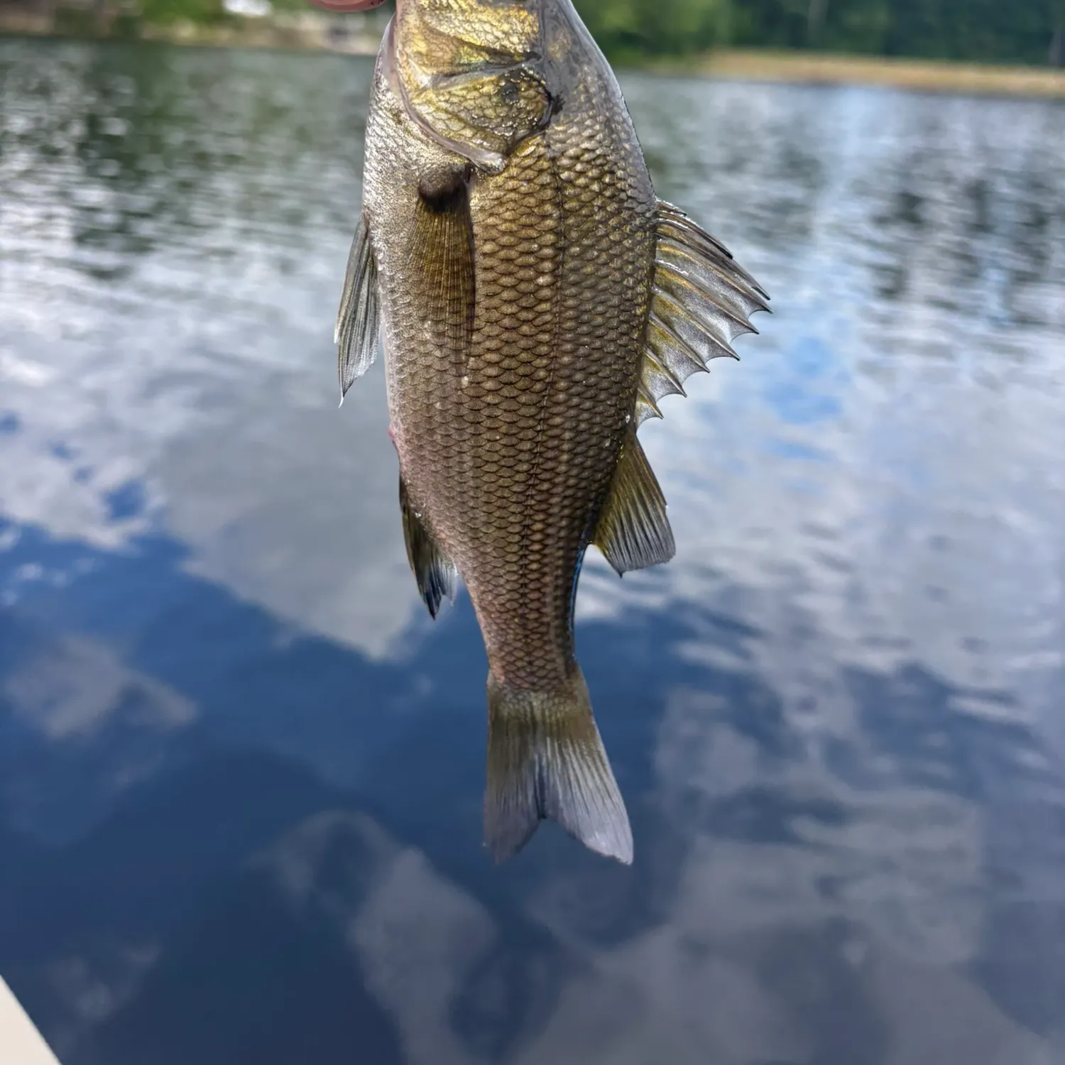White perch caught on Fishbrain