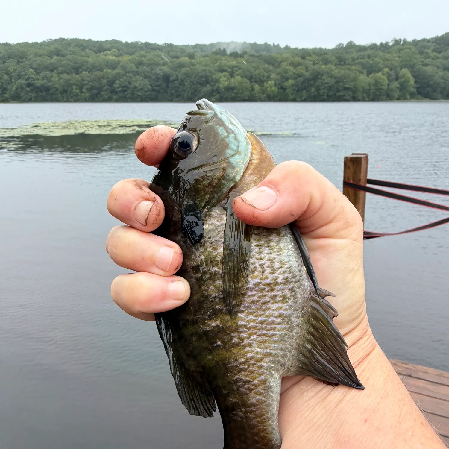Bluegill caught on Fishbrain